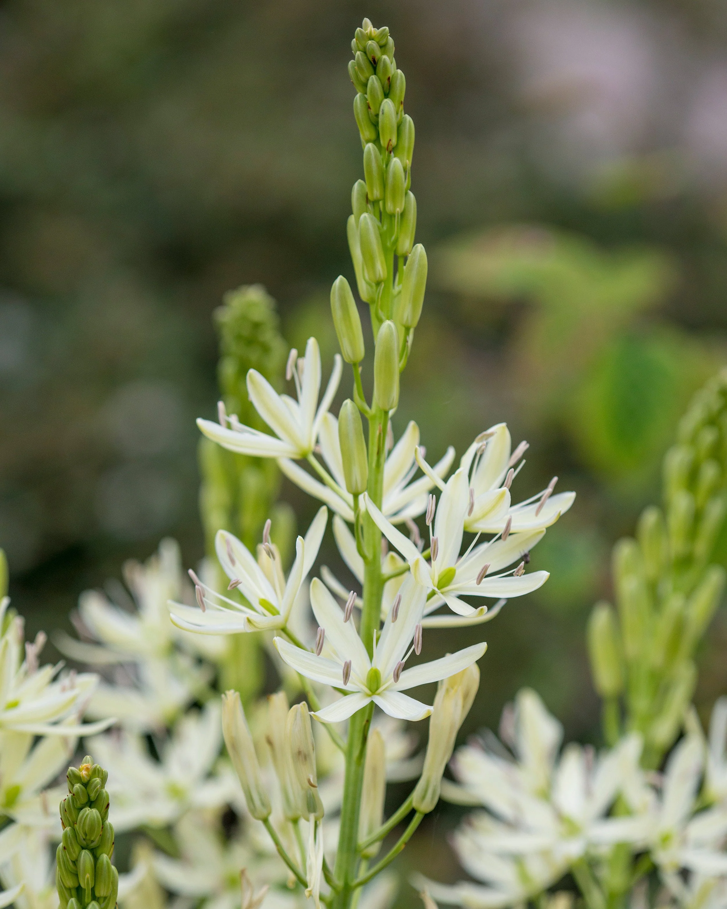 Camassia 'Alba' - Image 5