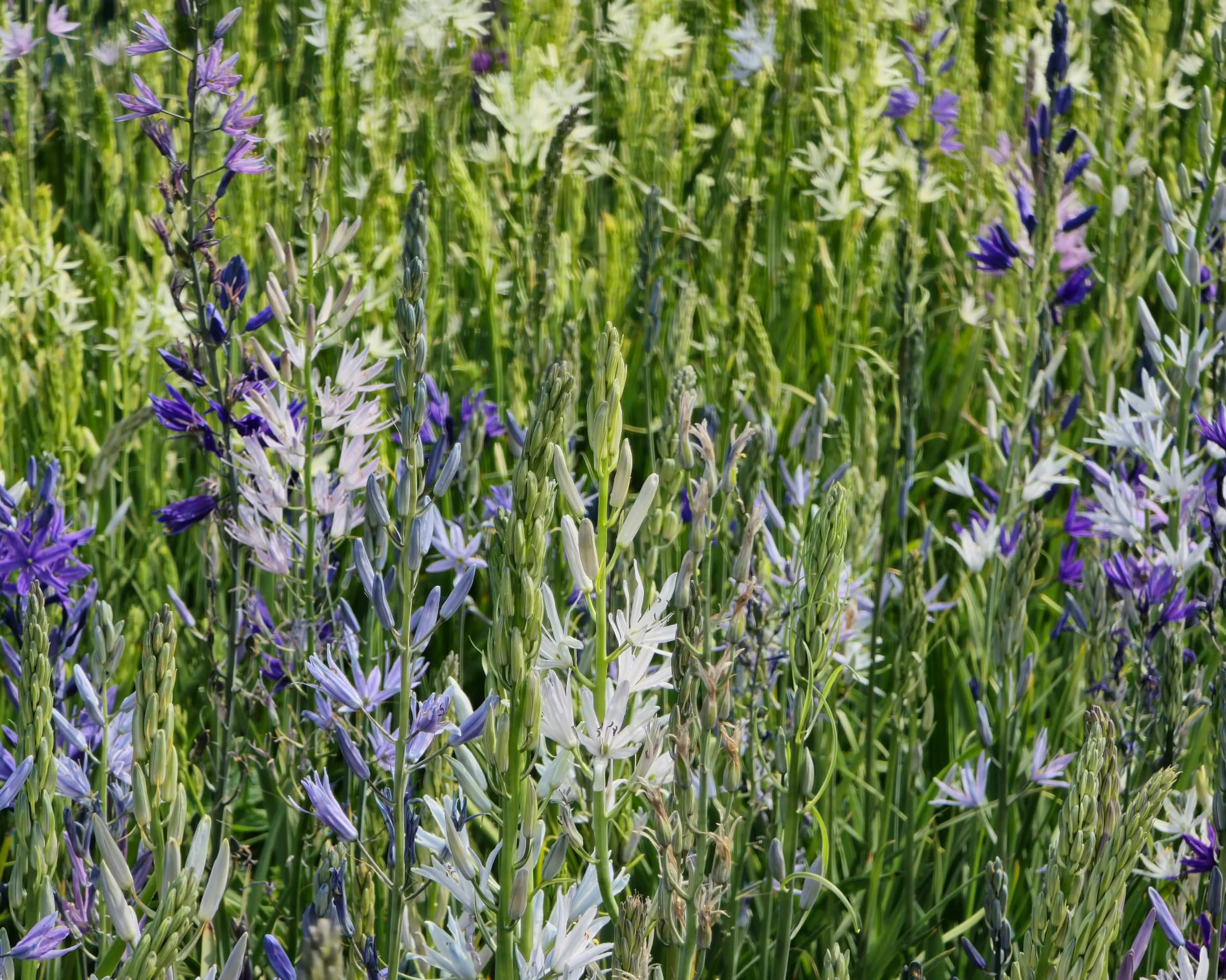 Camassia 'Hybrids Mix' - Image 5