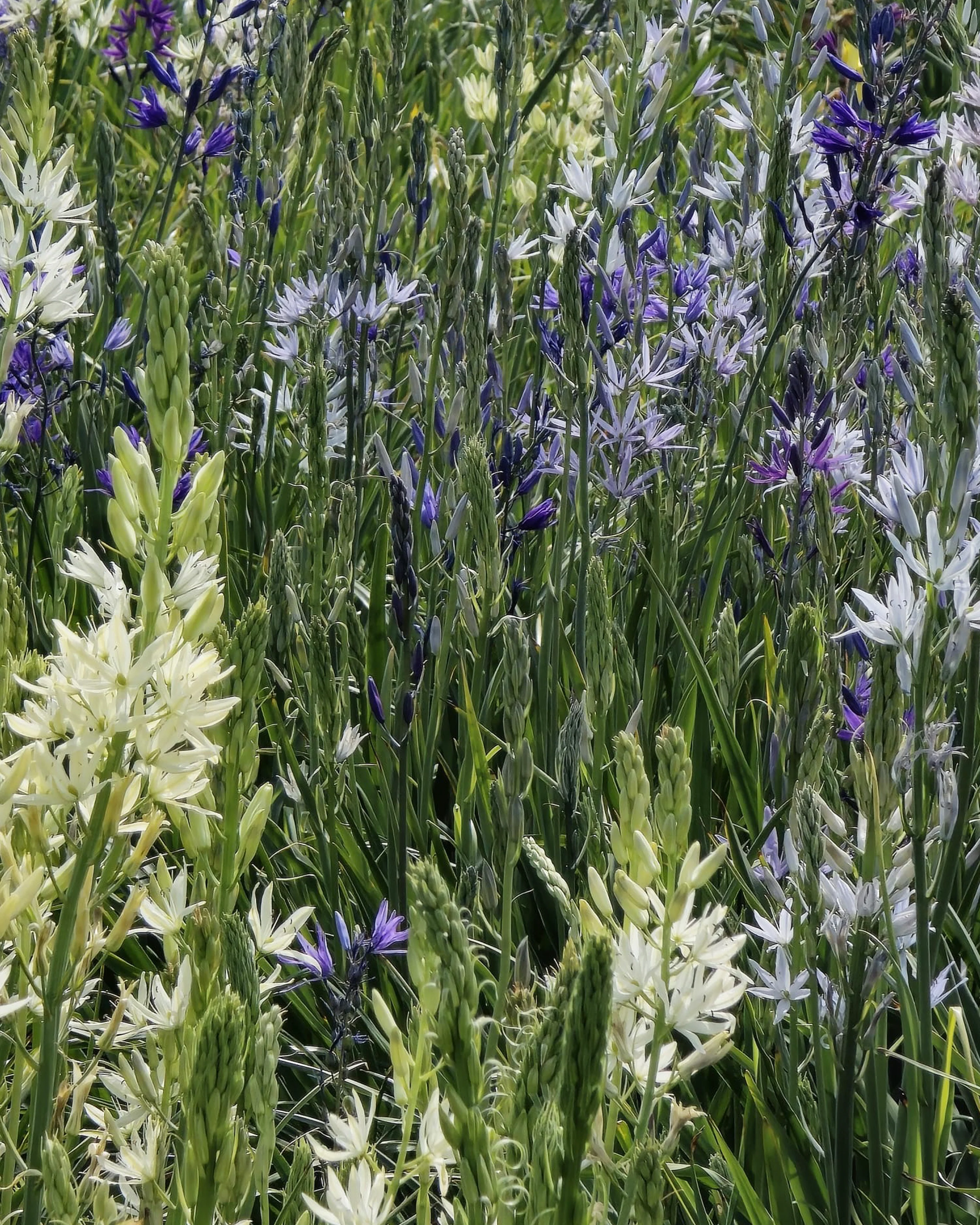 Camassia 'Hybrids Mix' - Image 7