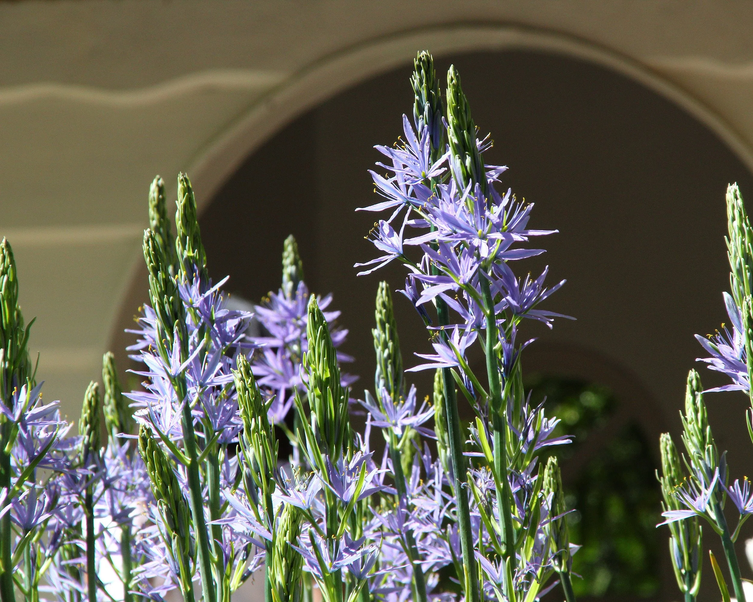 Camassia 'Blue Donau' - Image 6