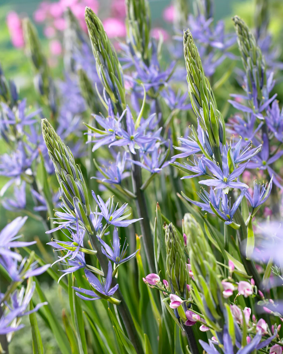 Camassia 'Caerulea' - Image 3