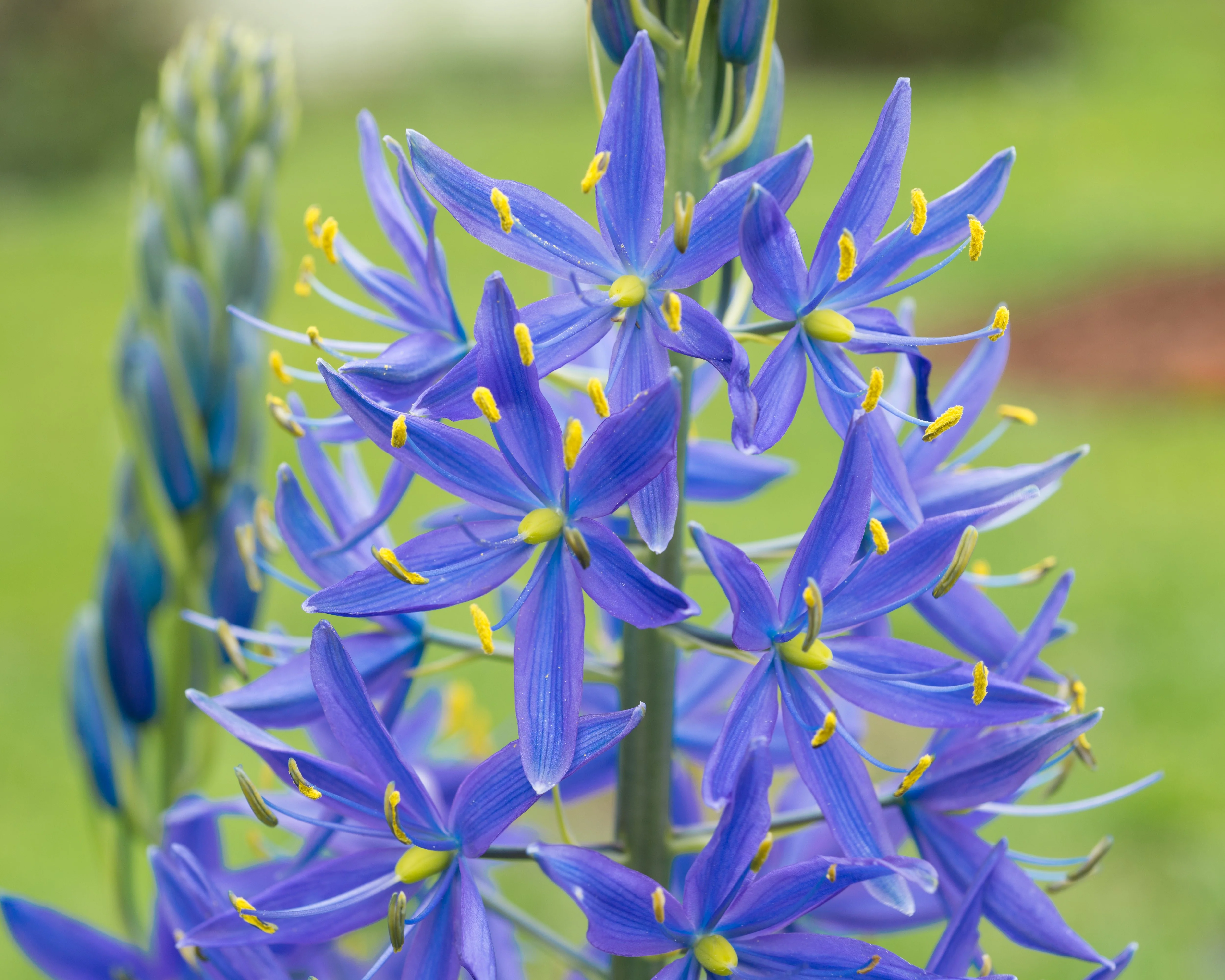 Camassia 'Caerulea' - Image 5