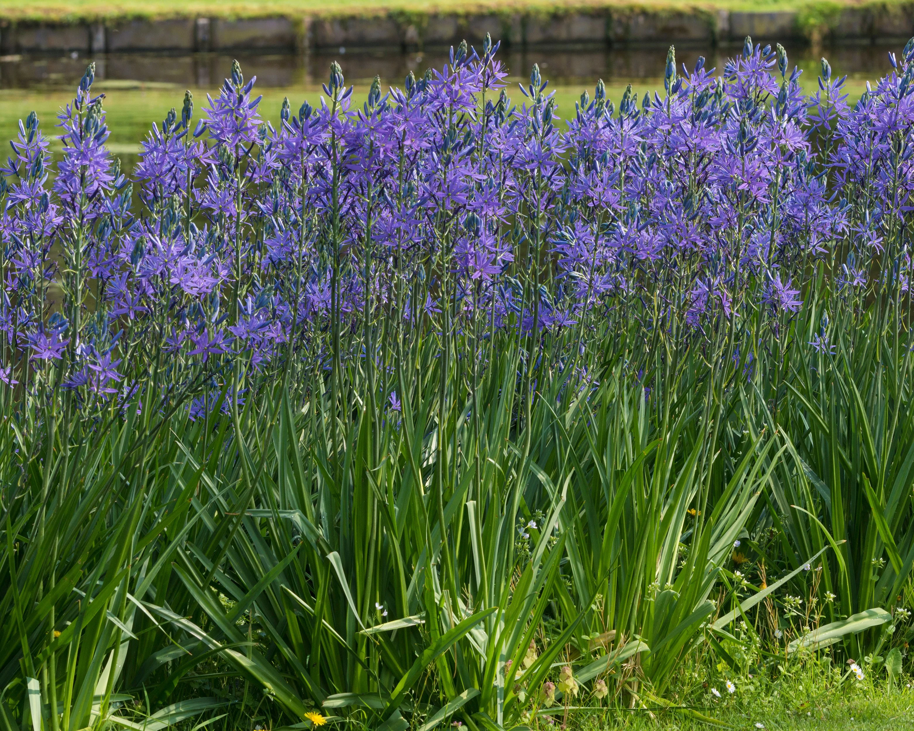 Camassia 'Caerulea' - Image 6