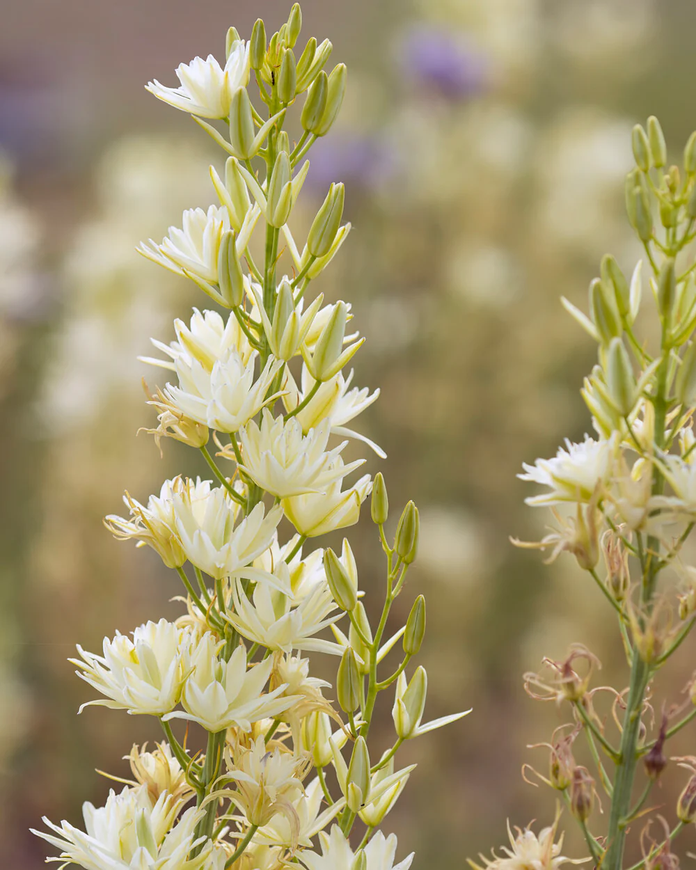 Camassia 'Semiplena' - Image 6