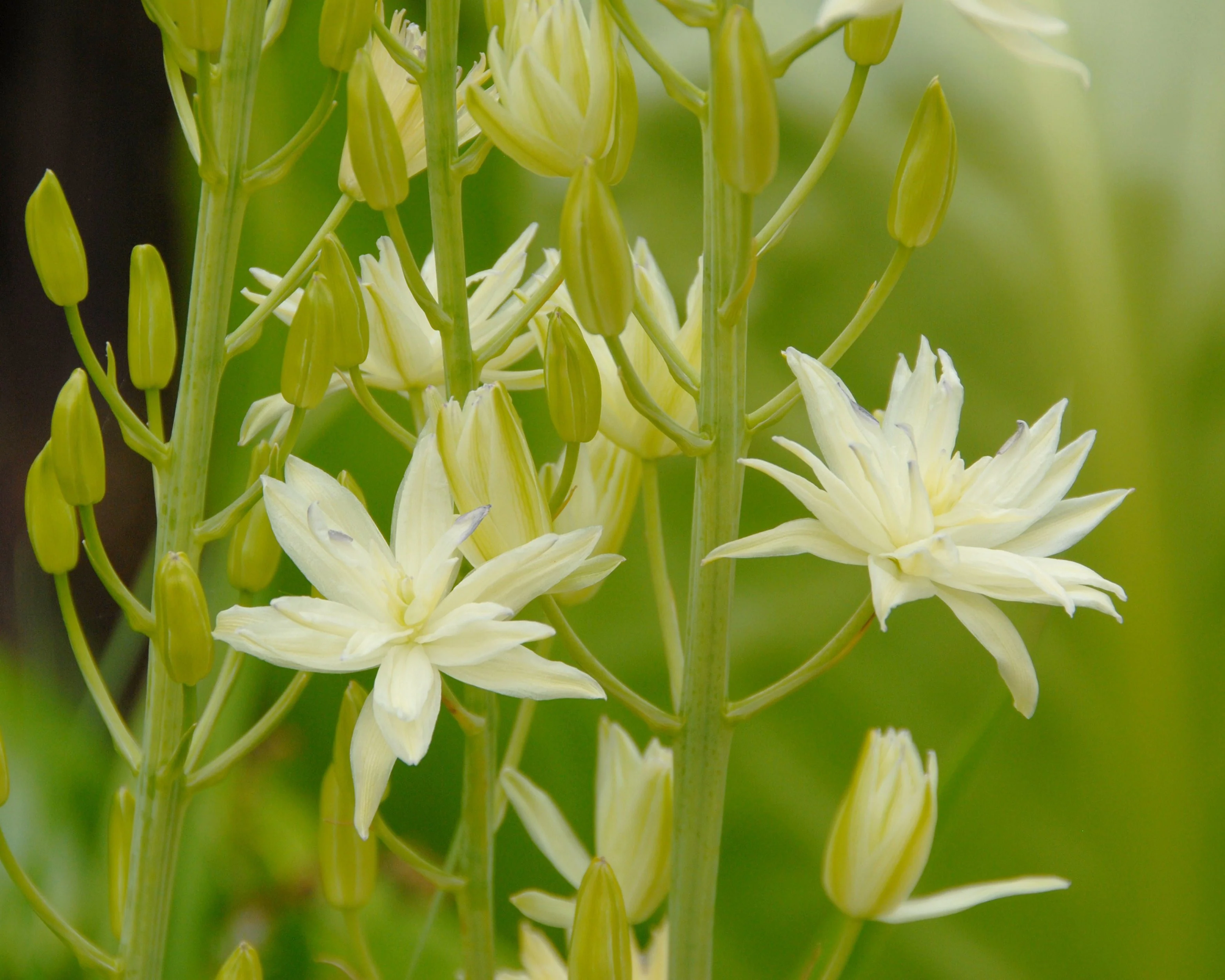 Camassia 'Semiplena' - Image 7