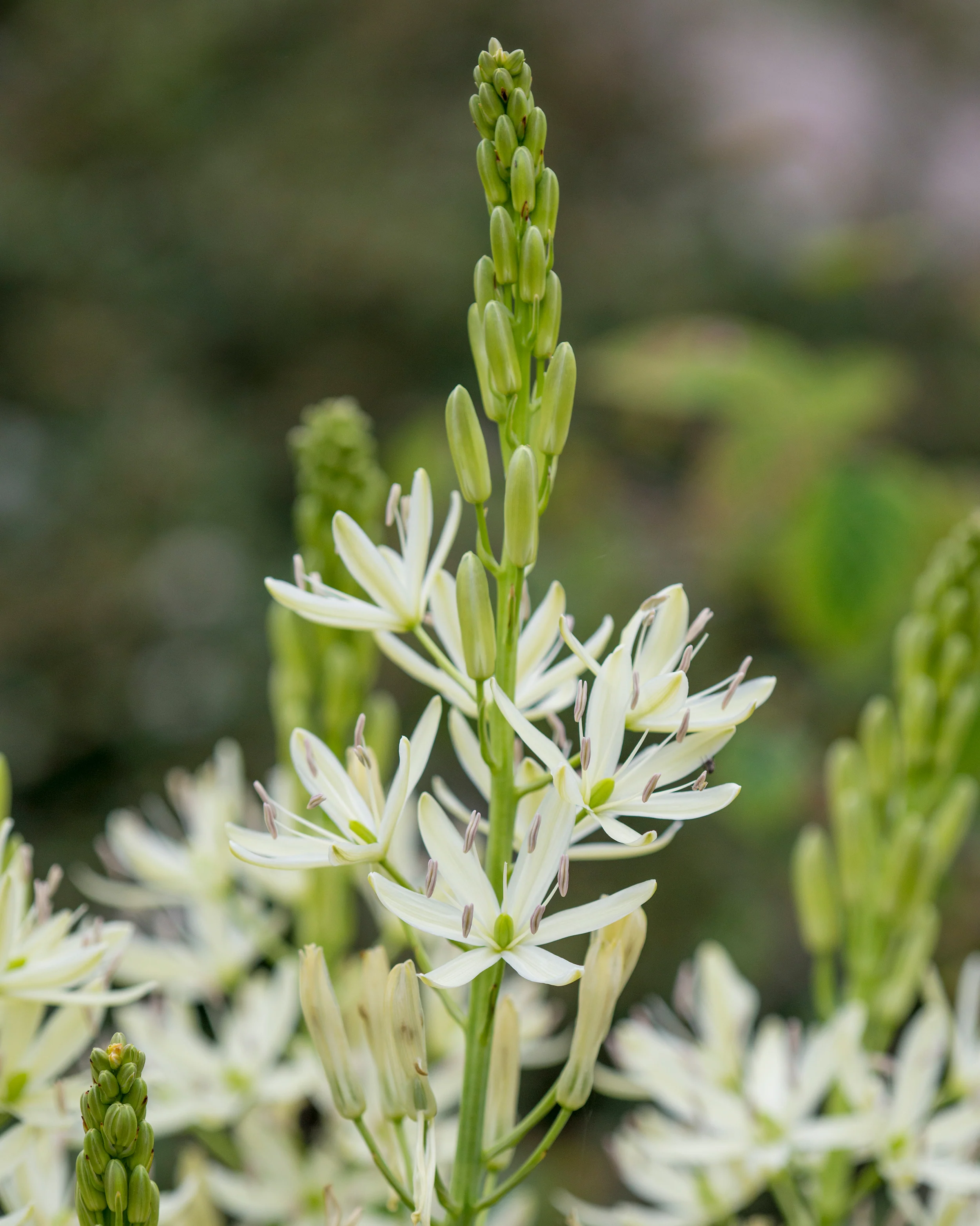 Camassia 'Silk River' - Image 3