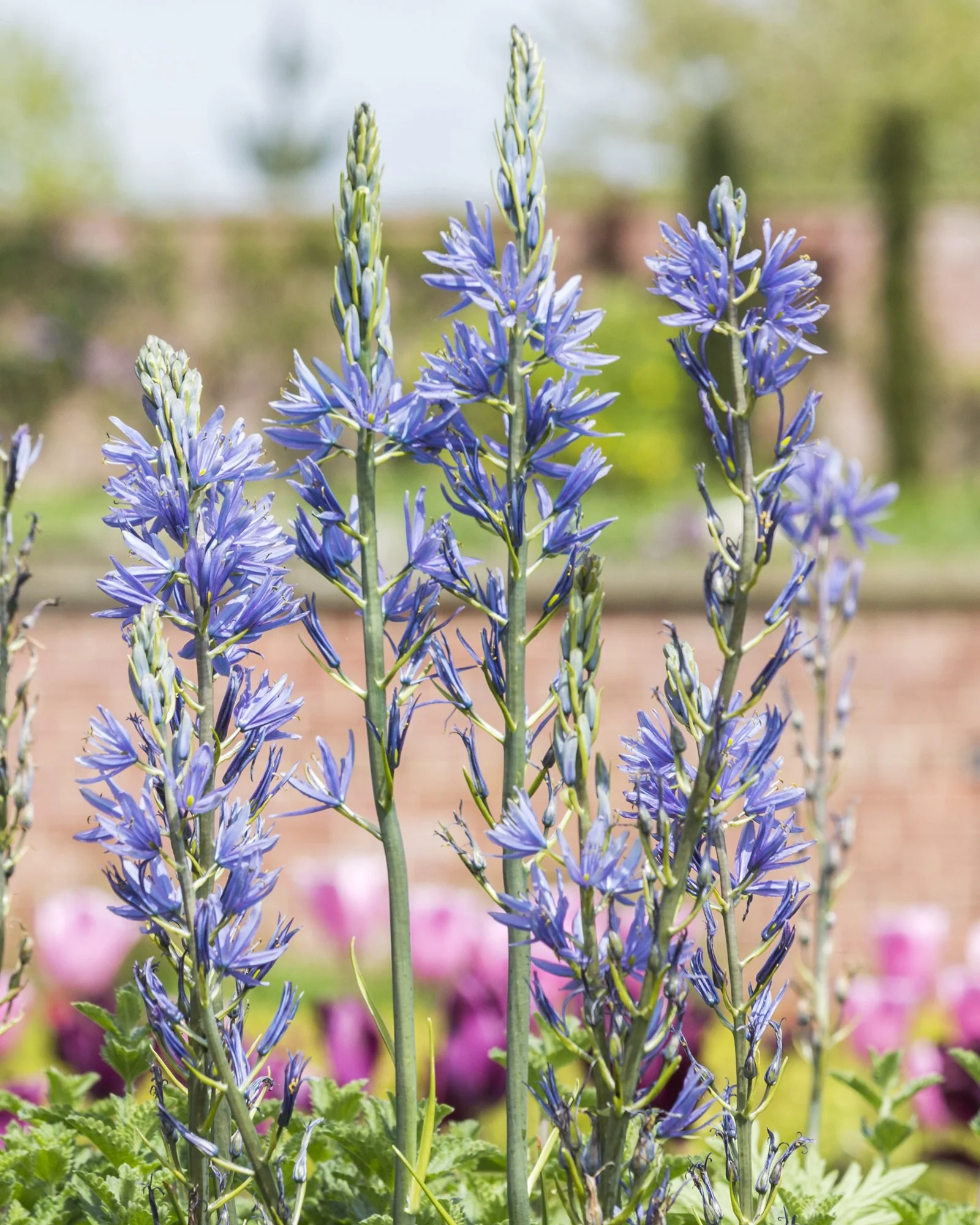 Camassia quamash - Image 4