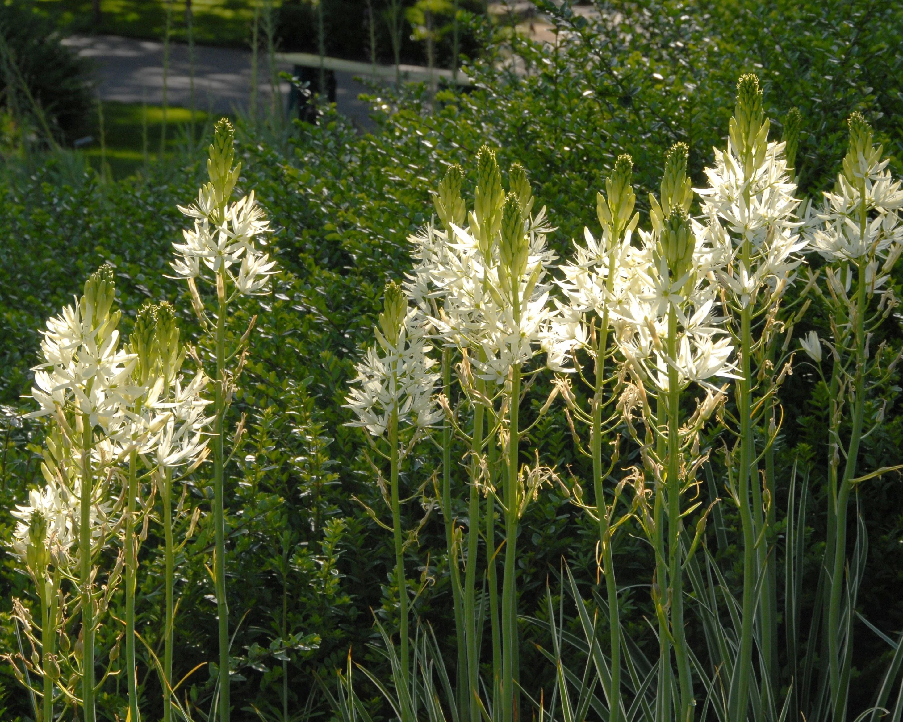 Camassia 'Sacajawea' - Image 5