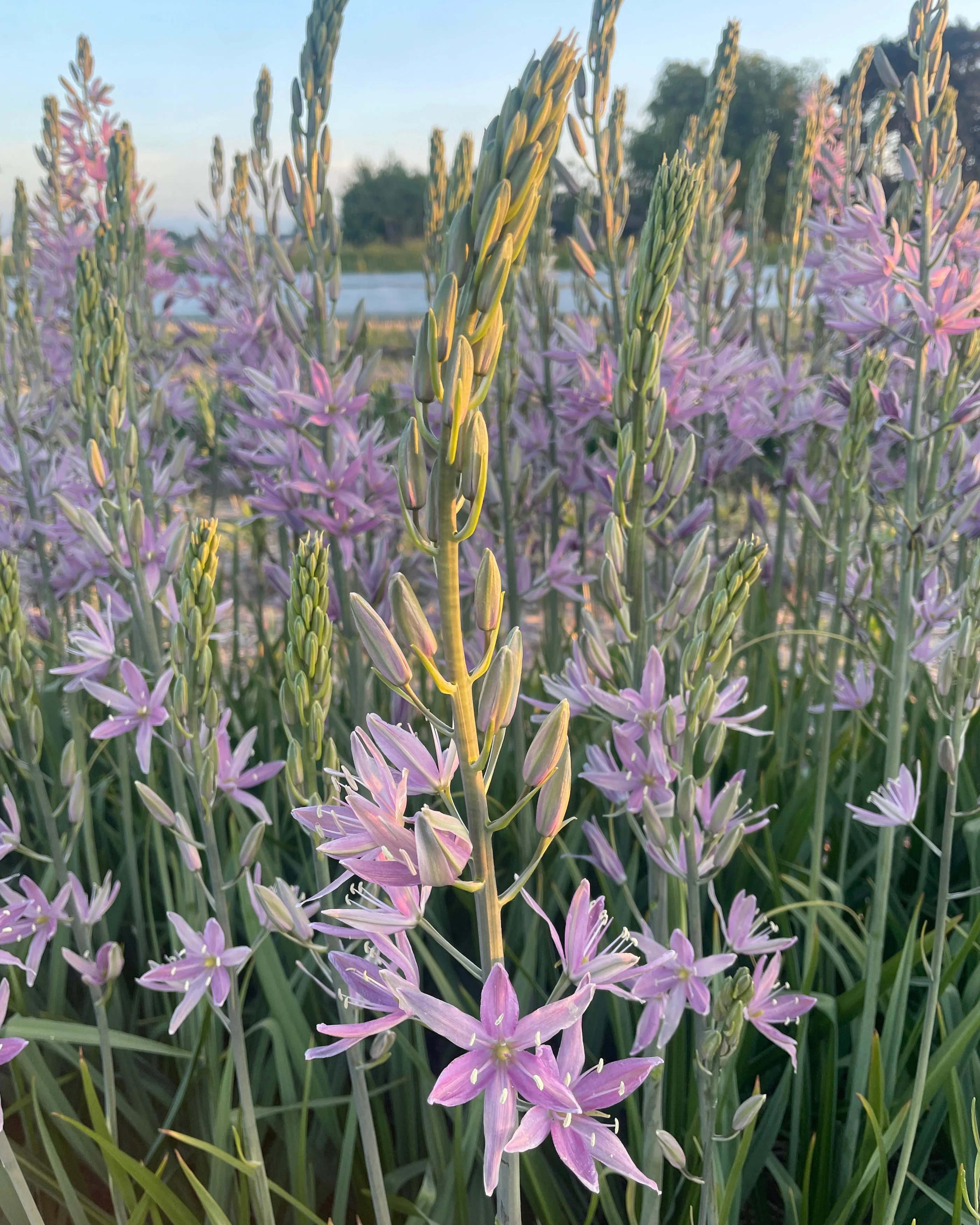 Camassia 'Sweet Candle' - Image 3