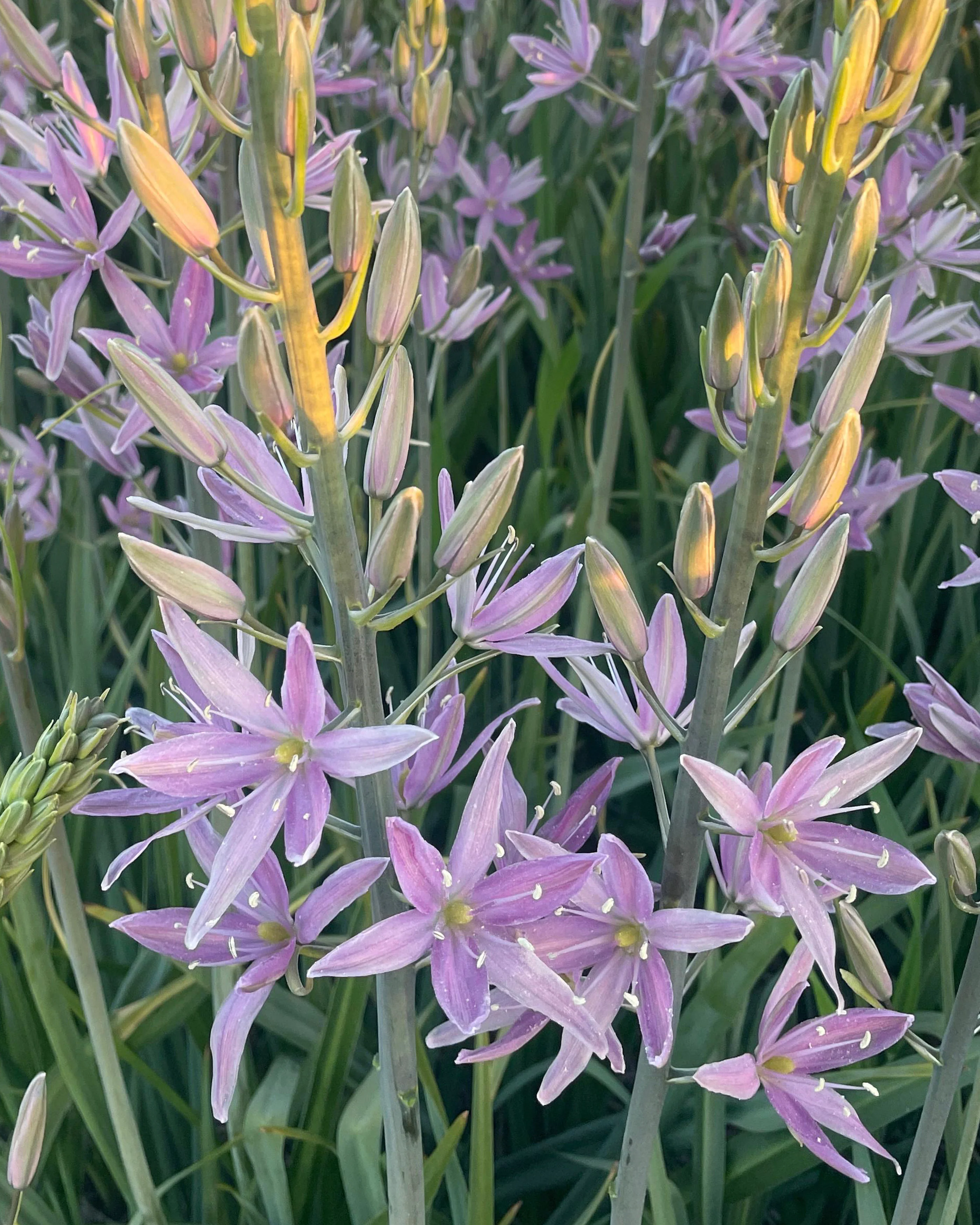Camassia 'Sweet Candle' - Image 4