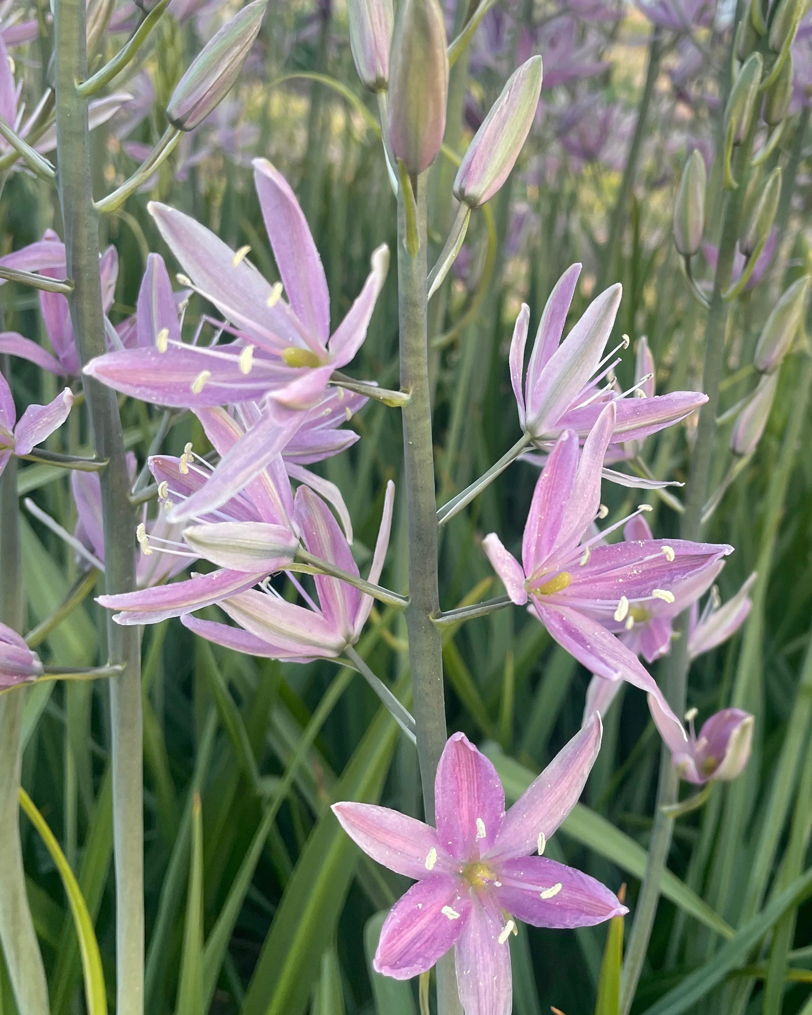 Camassia 'Sweet Candle' - Image 5