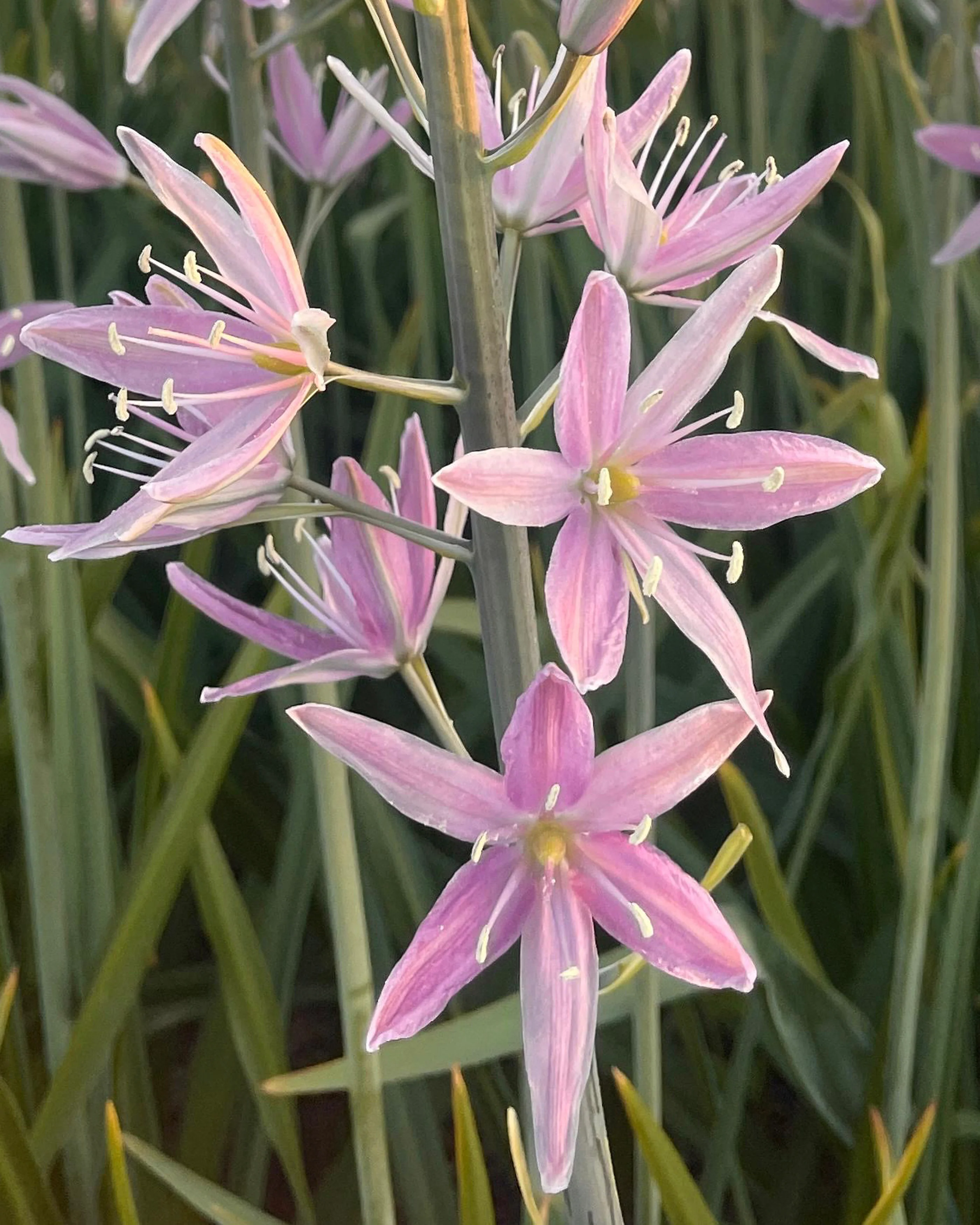 Camassia 'Sweet Candle' - Image 6