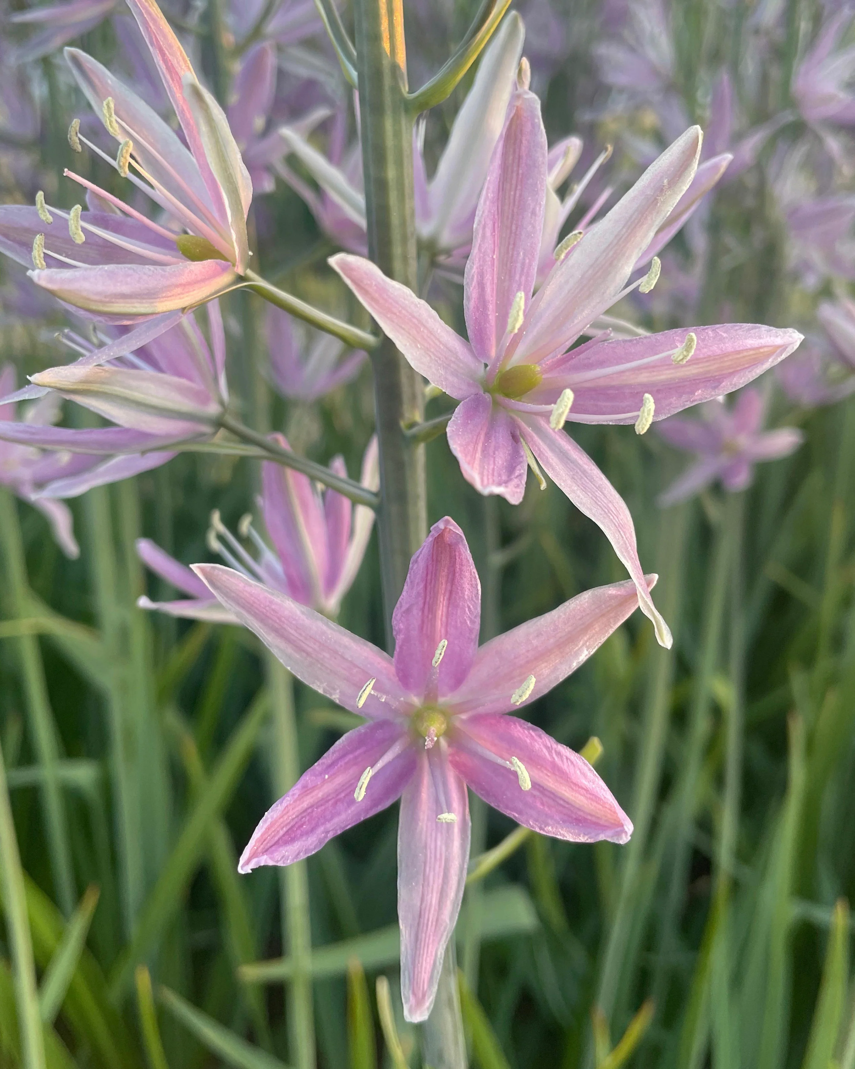 Camassia 'Sweet Candle' - Image 8