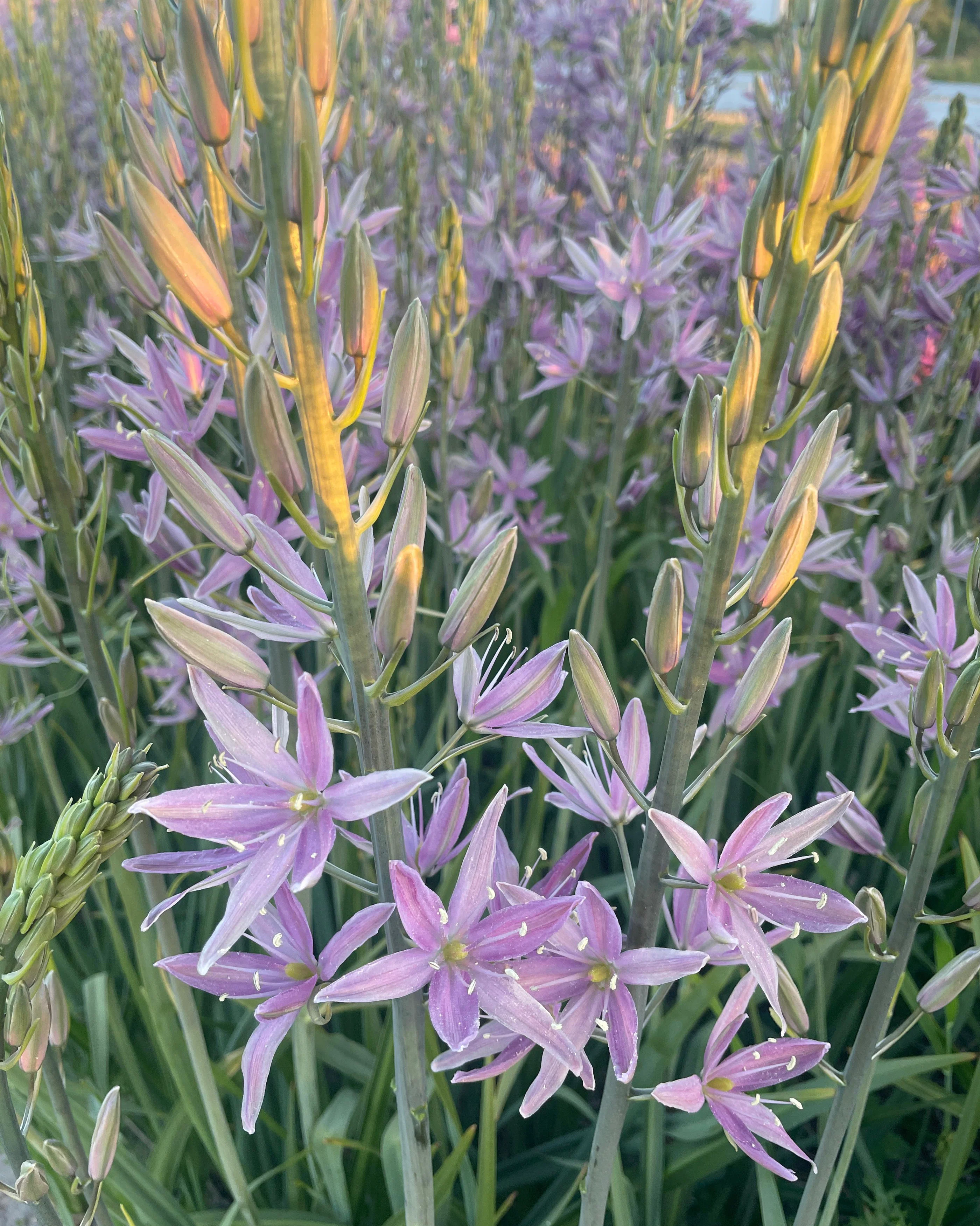 Camassia 'Sweet Candle' - Image 9