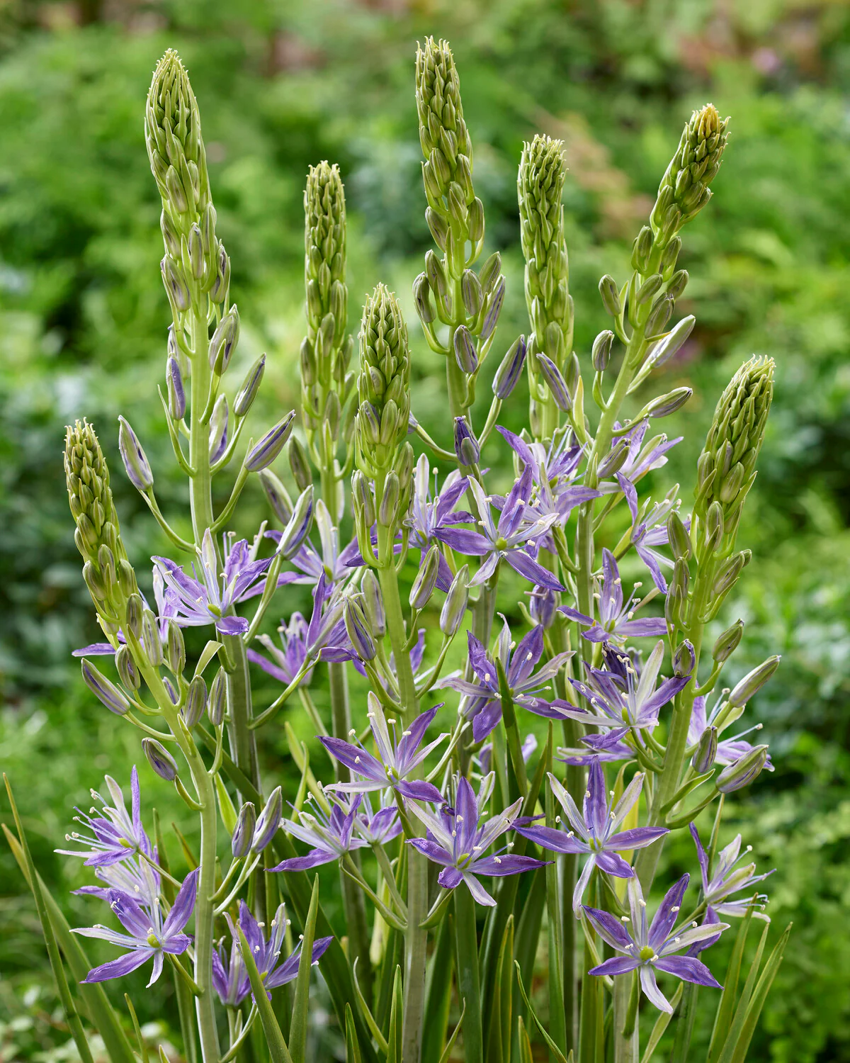 Camassia 'Twilight Candle' - Image 2