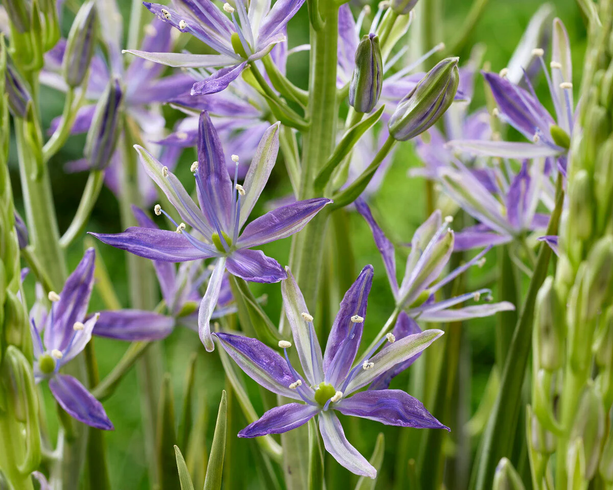 Camassia 'Twilight Candle' - Image 3