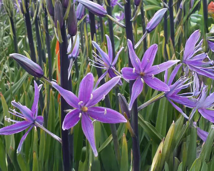 Camassia 'Violet Candle' - Image 3