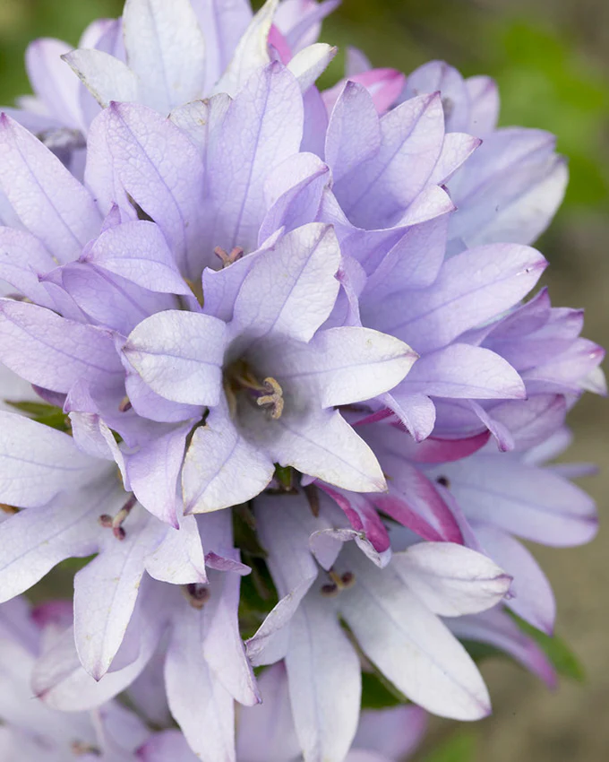 Campanula 'Caroline' - Image 4