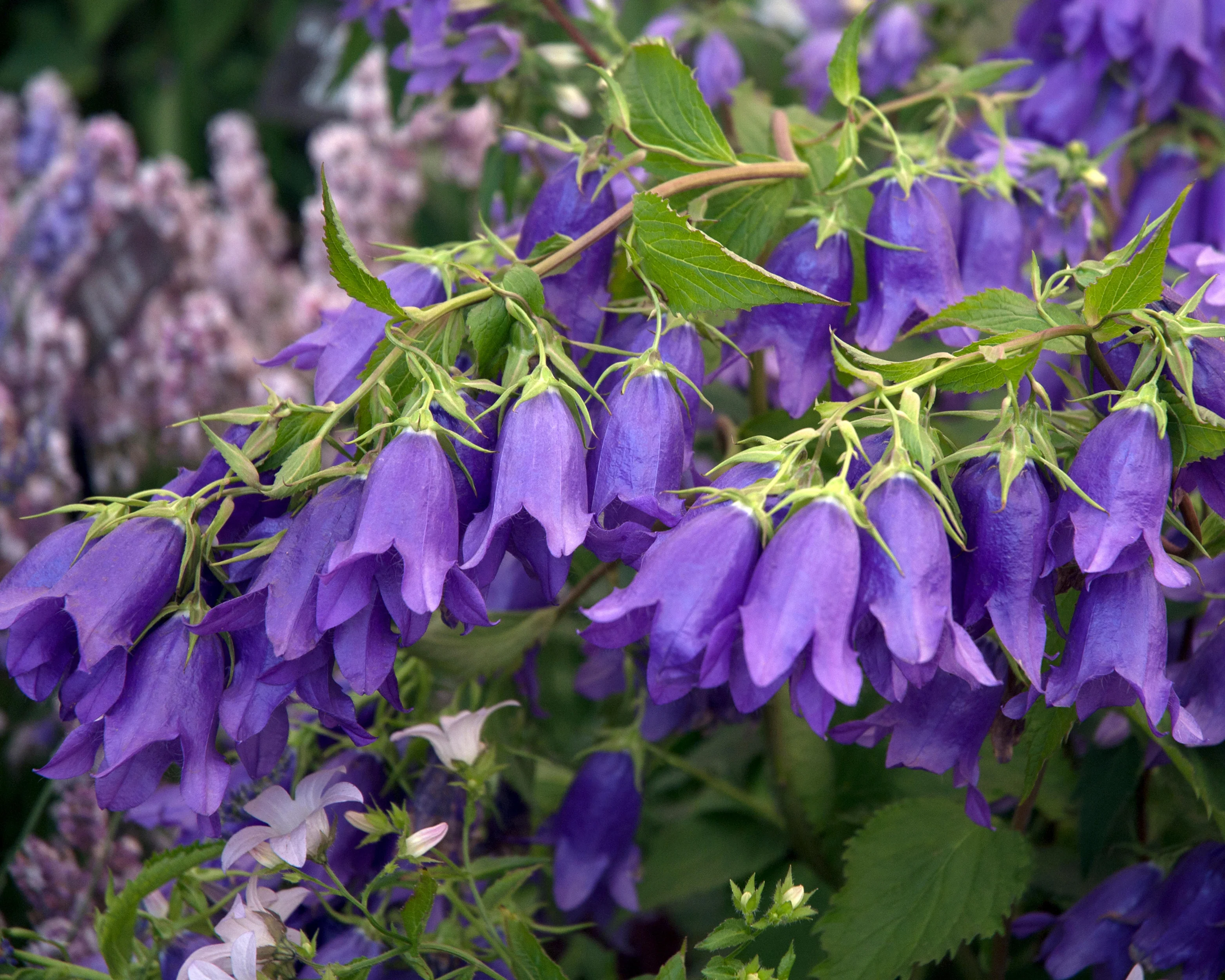 Campanula 'Kent Belle' - Image 4