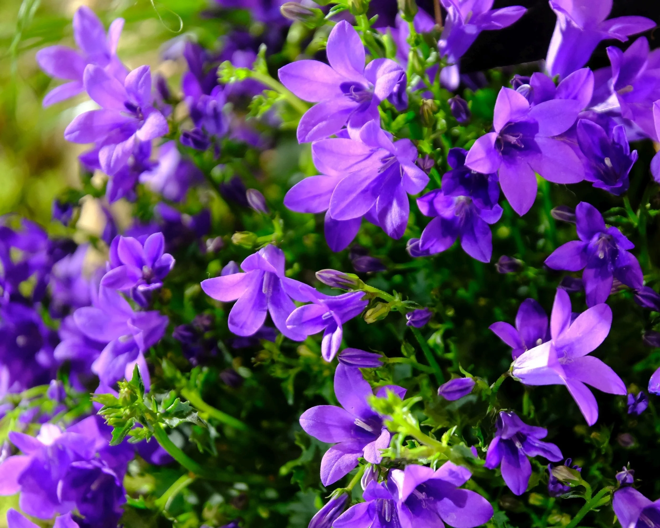 Campanula portenschlagiana - Image 10