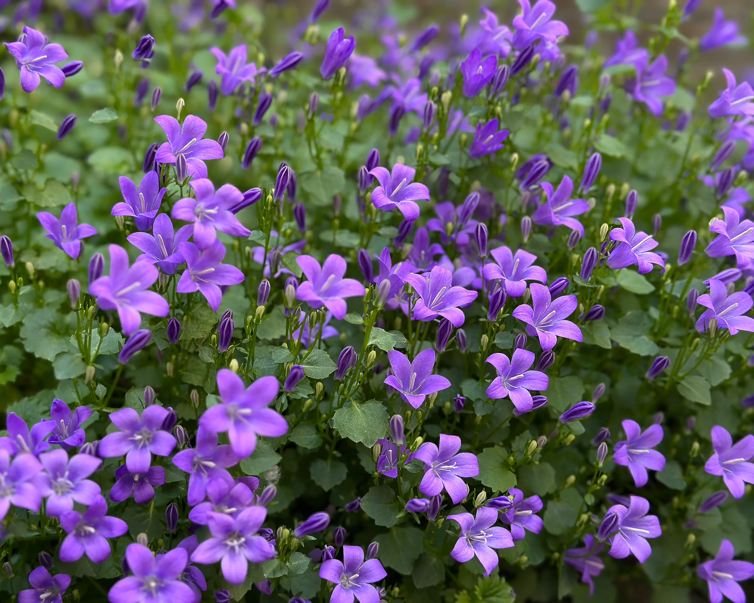 Campanula portenschlagiana - Image 12