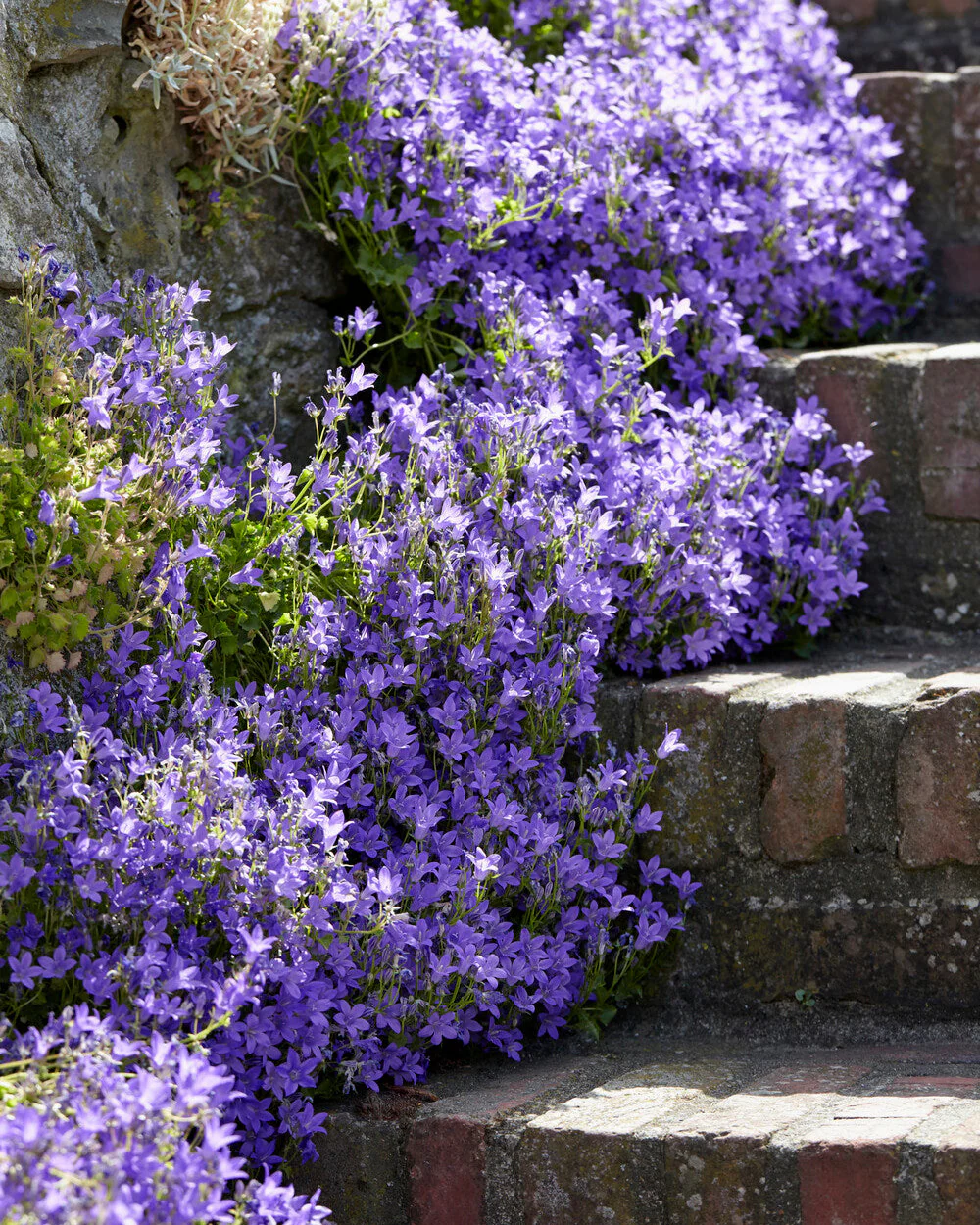 Campanula portenschlagiana - Image 4