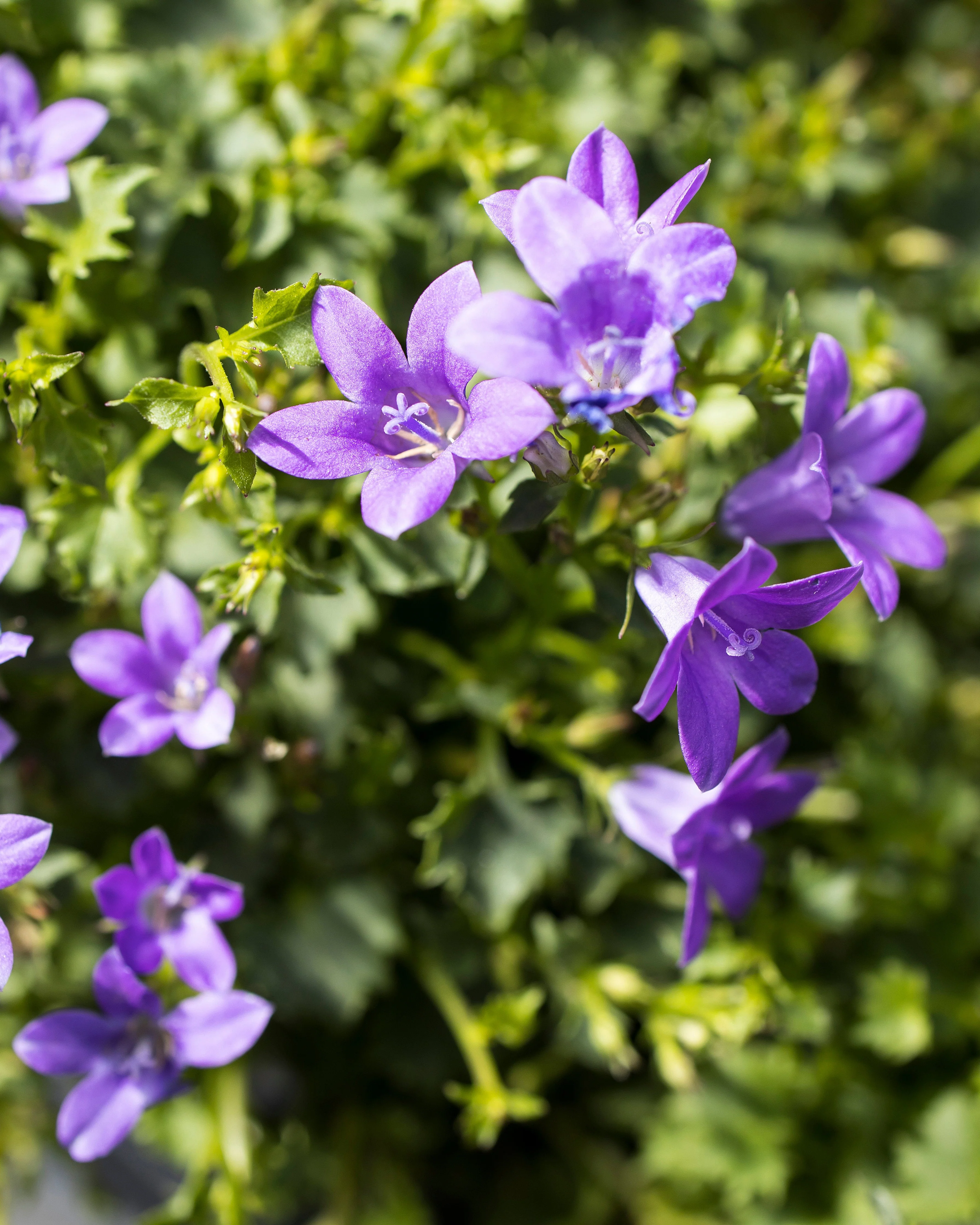 Campanula portenschlagiana - Image 5