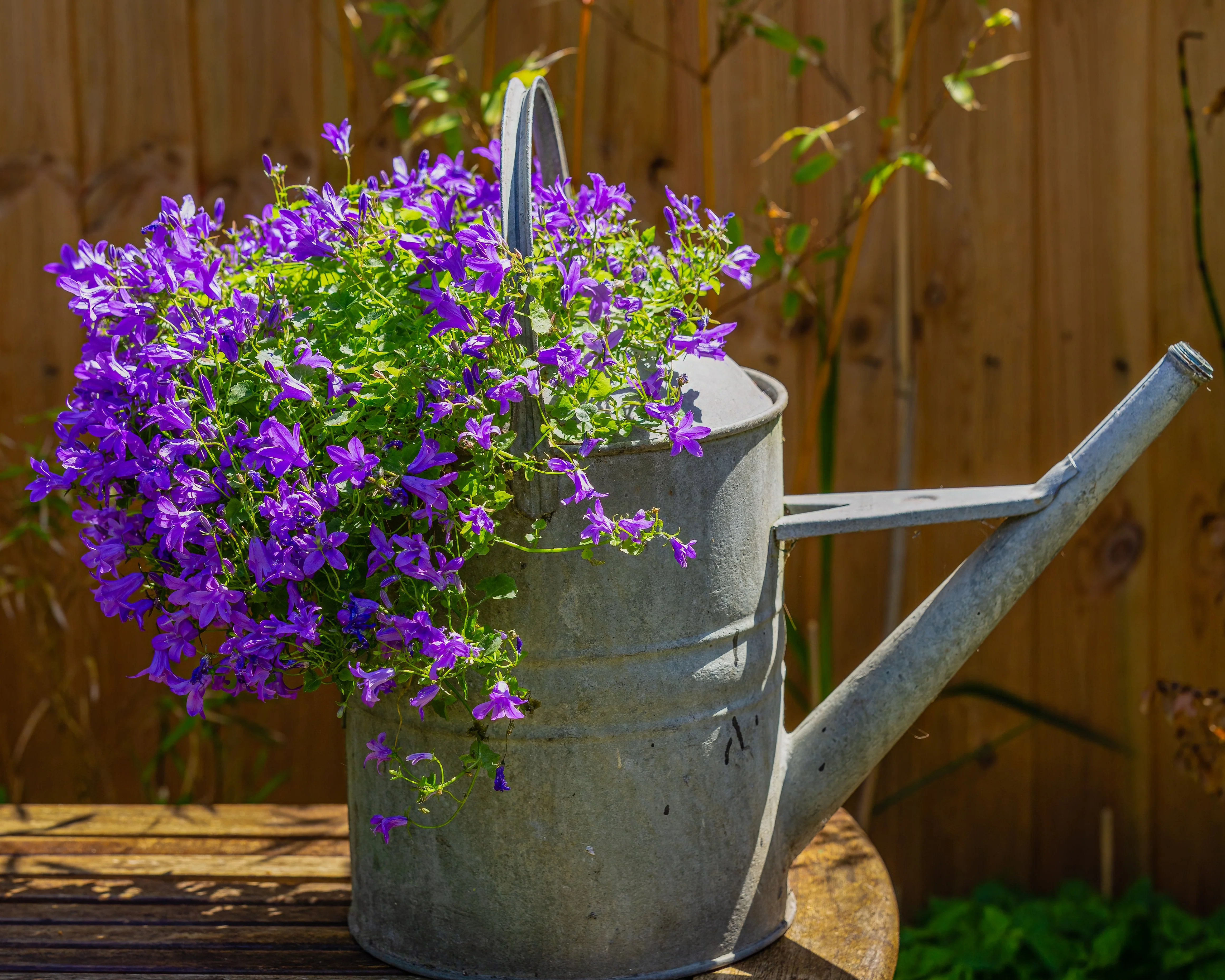 Campanula portenschlagiana - Image 9
