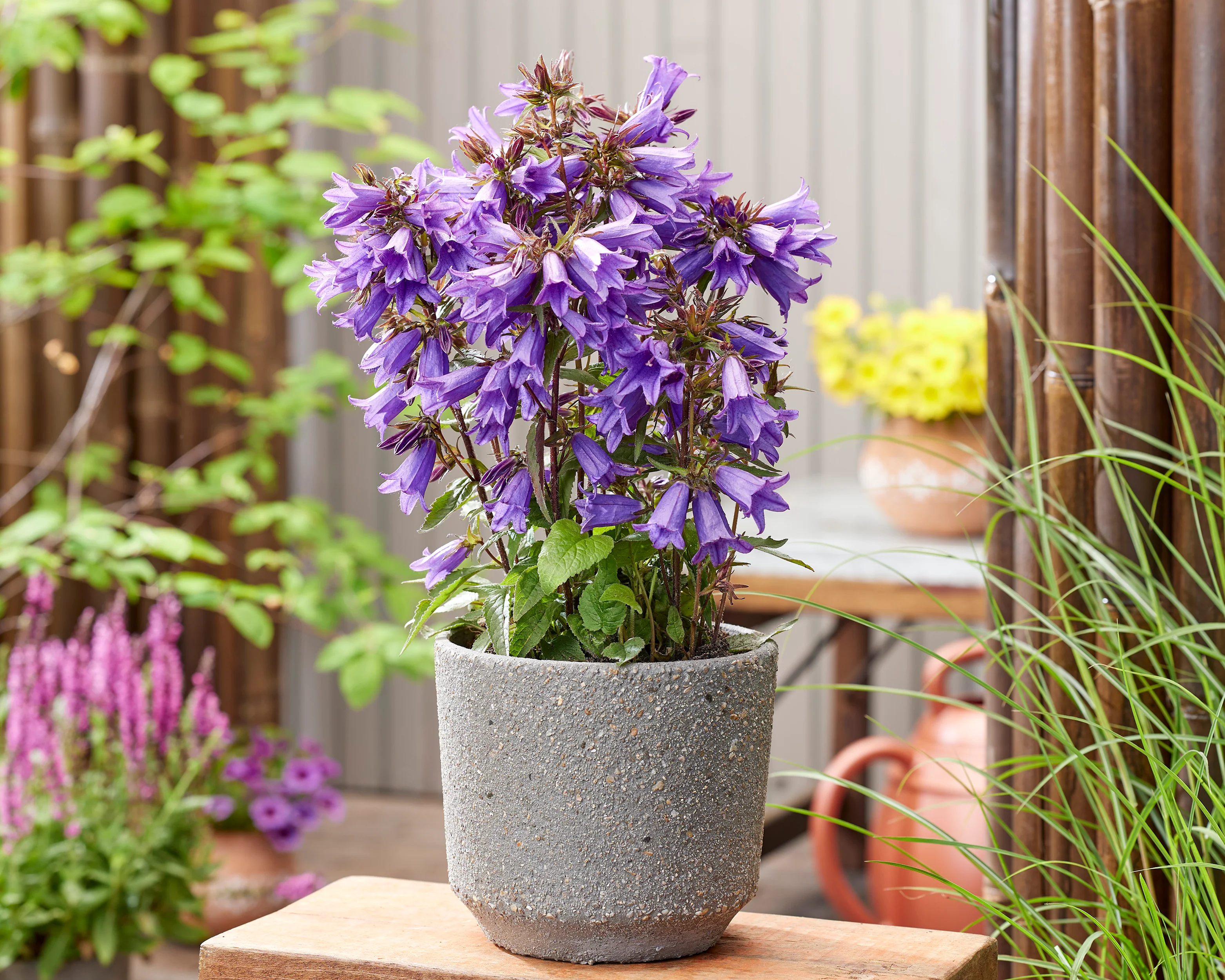 Campanula 'Rebelle' - Image 3