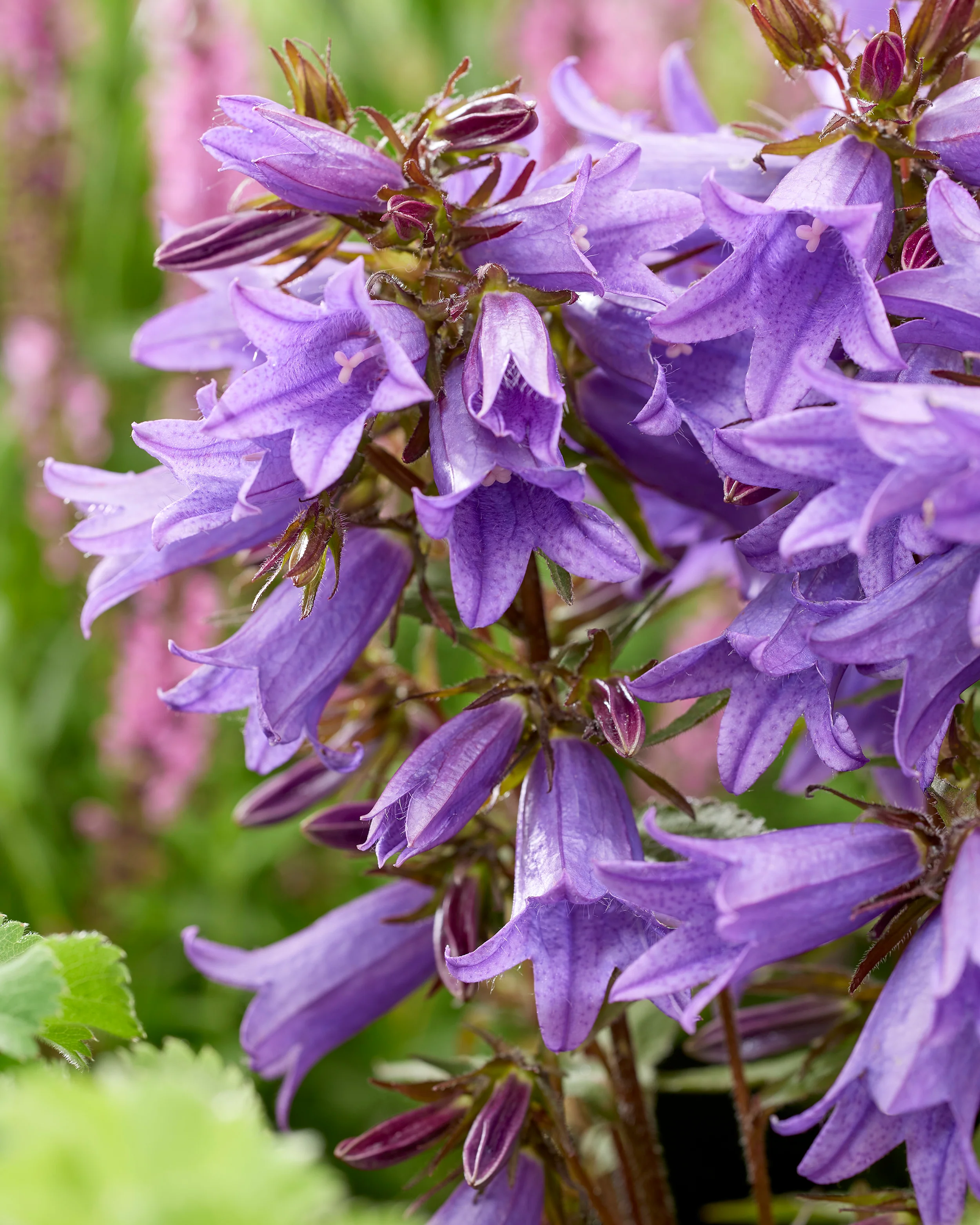 Campanula 'Rebelle' - Image 5