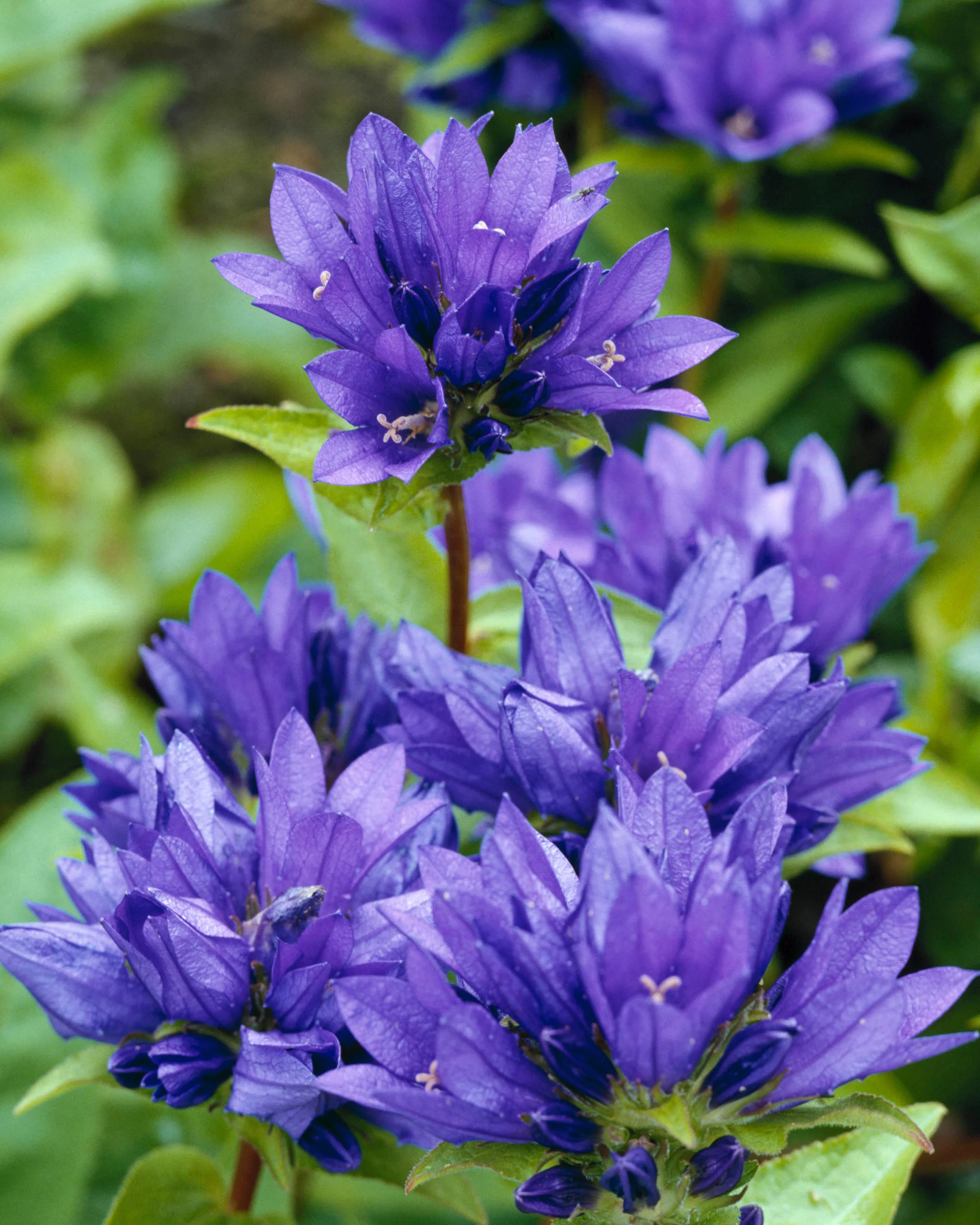 Campanula 'Superba' - Image 3