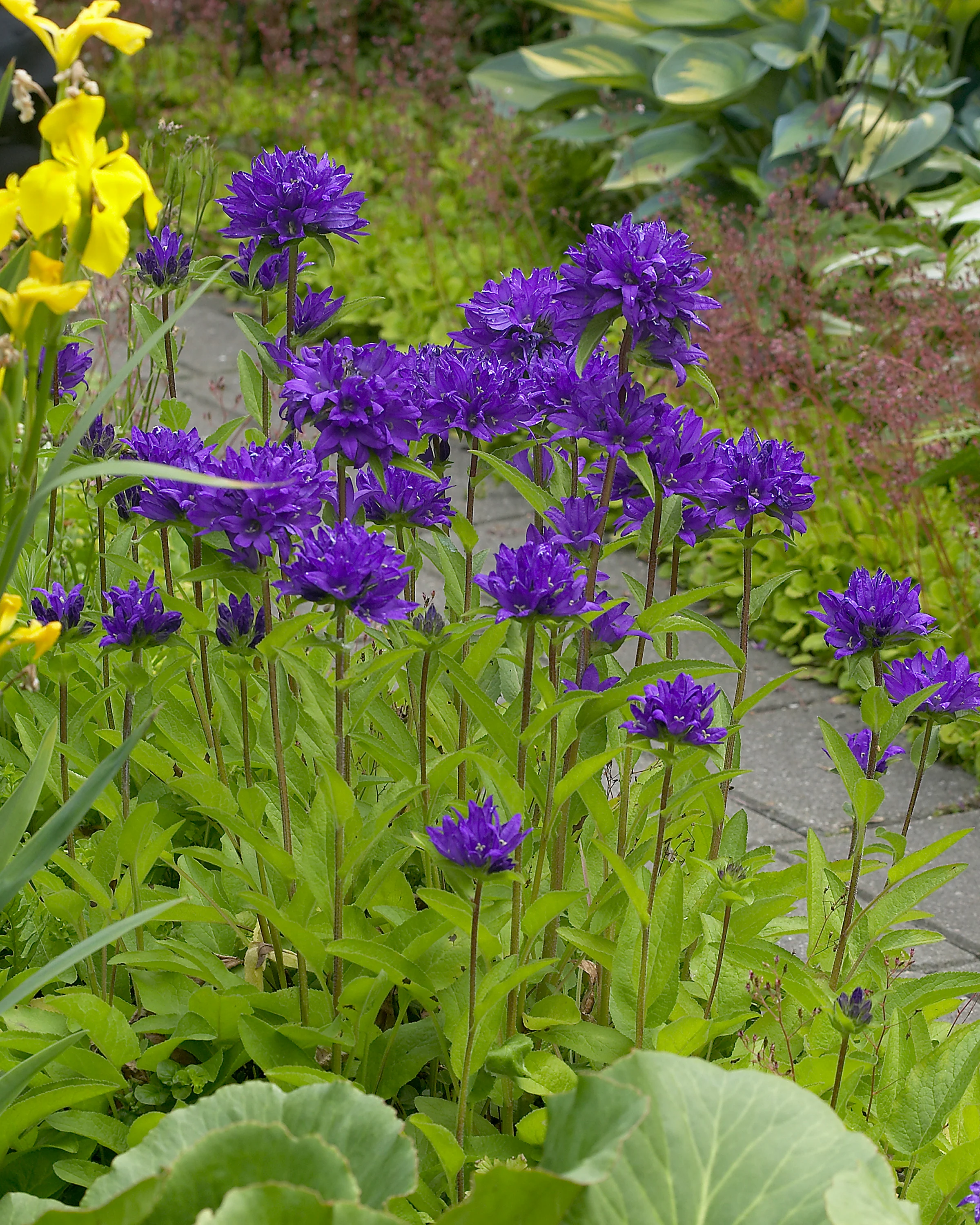 Campanula 'Superba' - Image 5