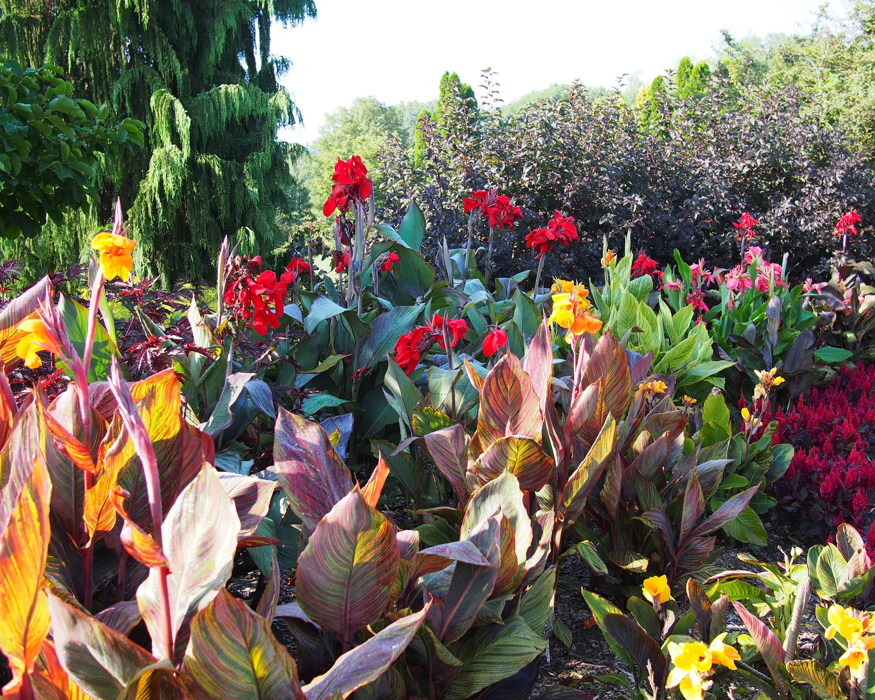 Canna 'Durban' - Image 6