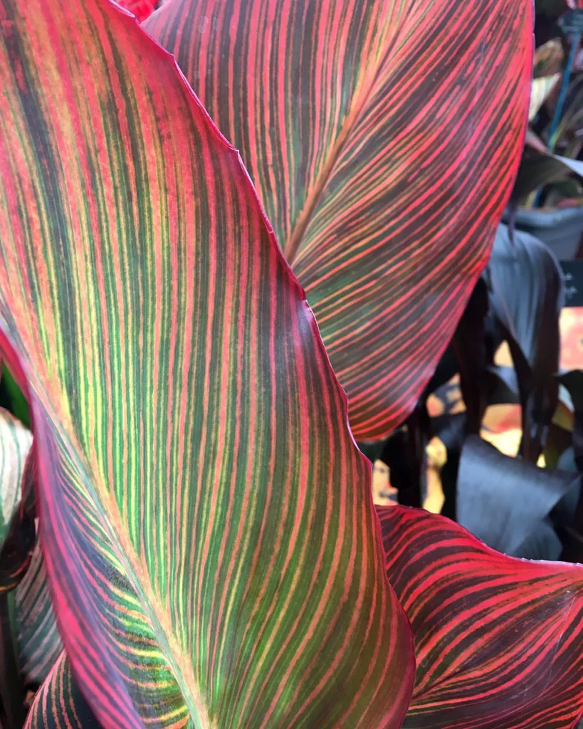 Canna 'Lush Leaves' - Image 2