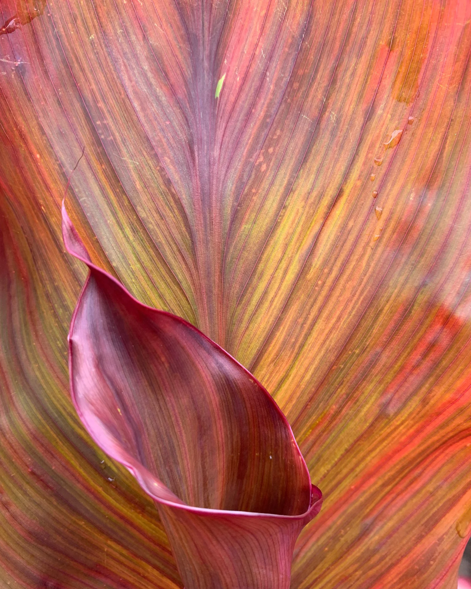 Canna 'Lush Leaves' - Image 4