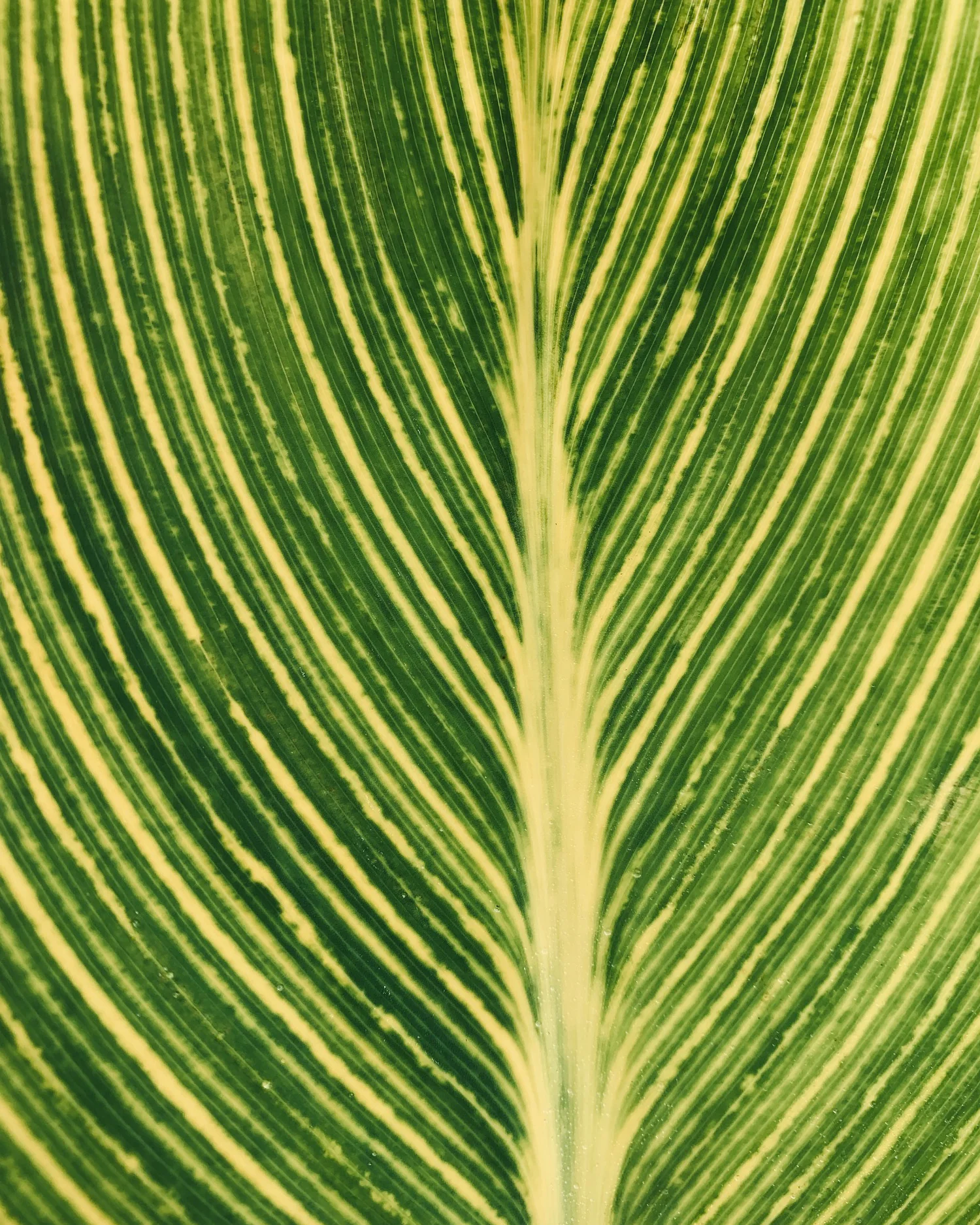 Canna 'Mandela' - Image 4