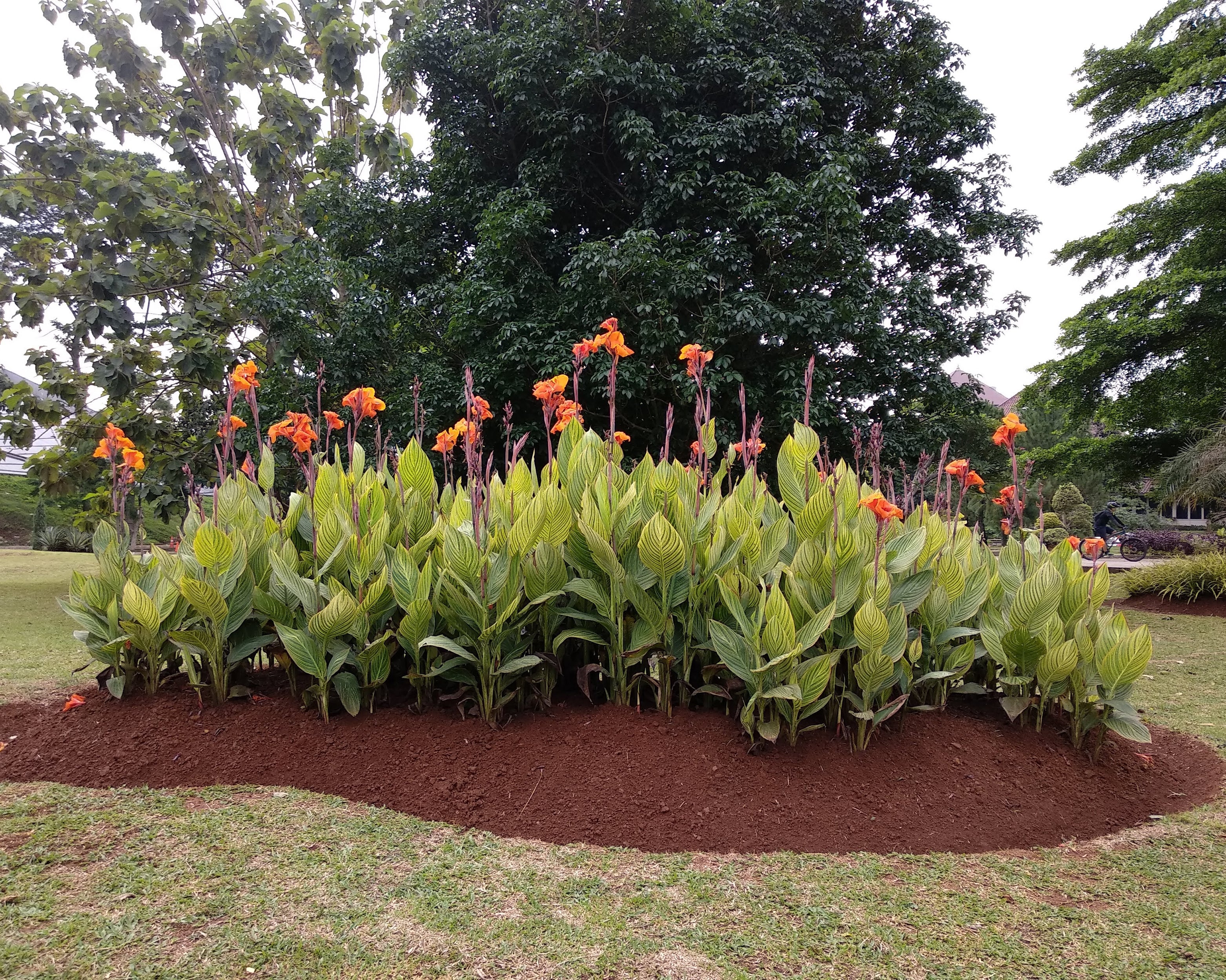 Canna 'Pretoria' - Image 3