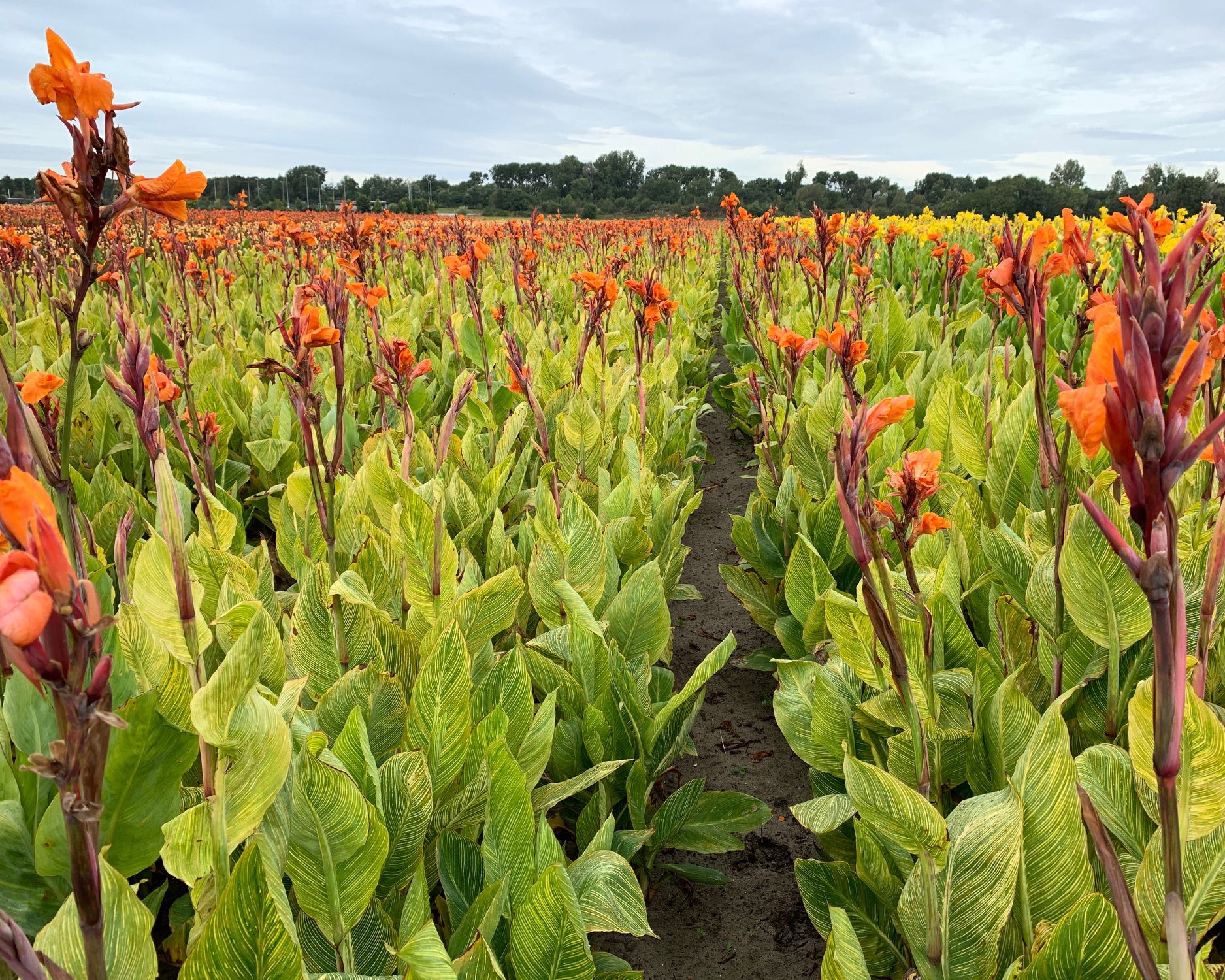Canna 'Pretoria' - Image 4