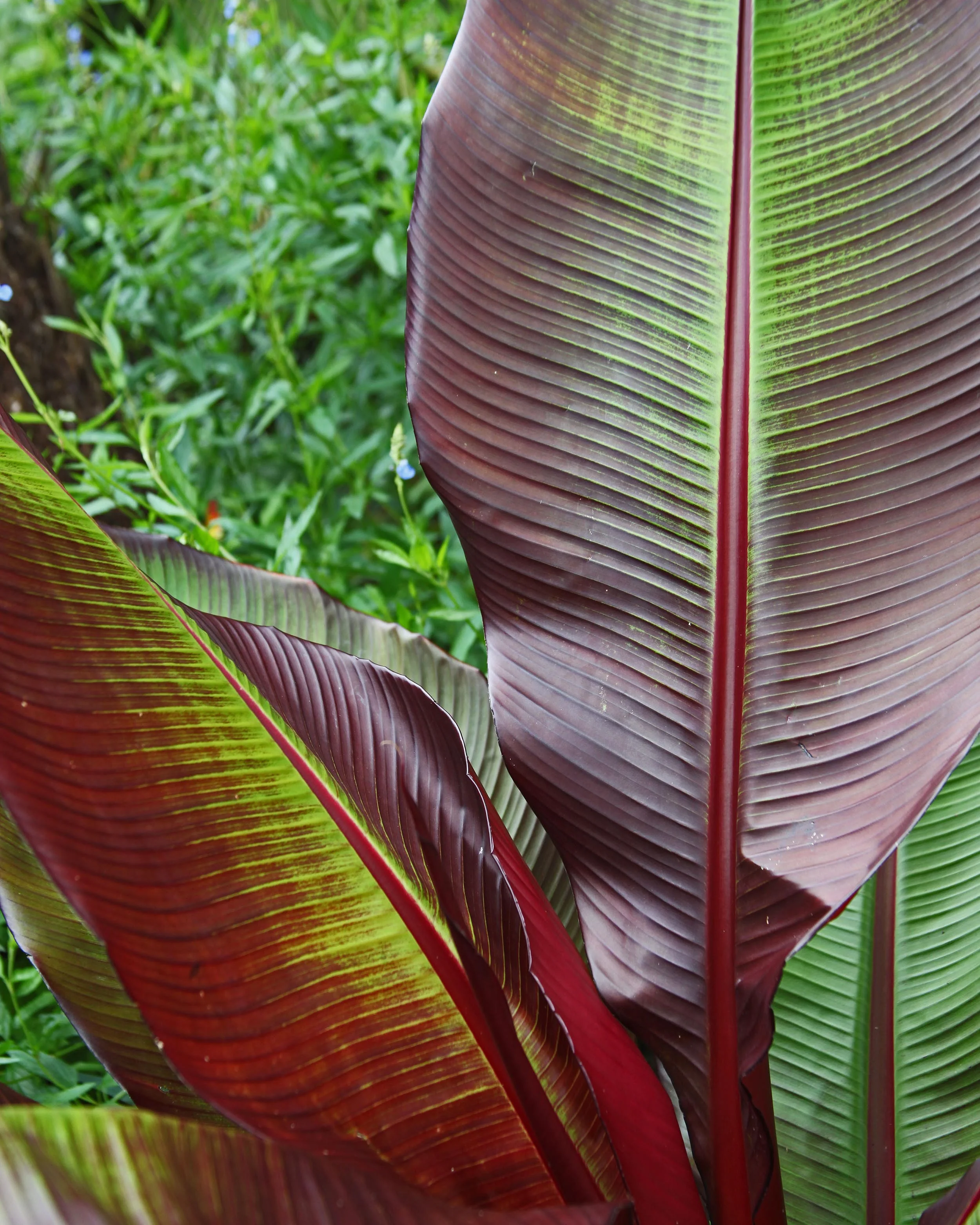 Canna 'Red Stripe' - Image 3