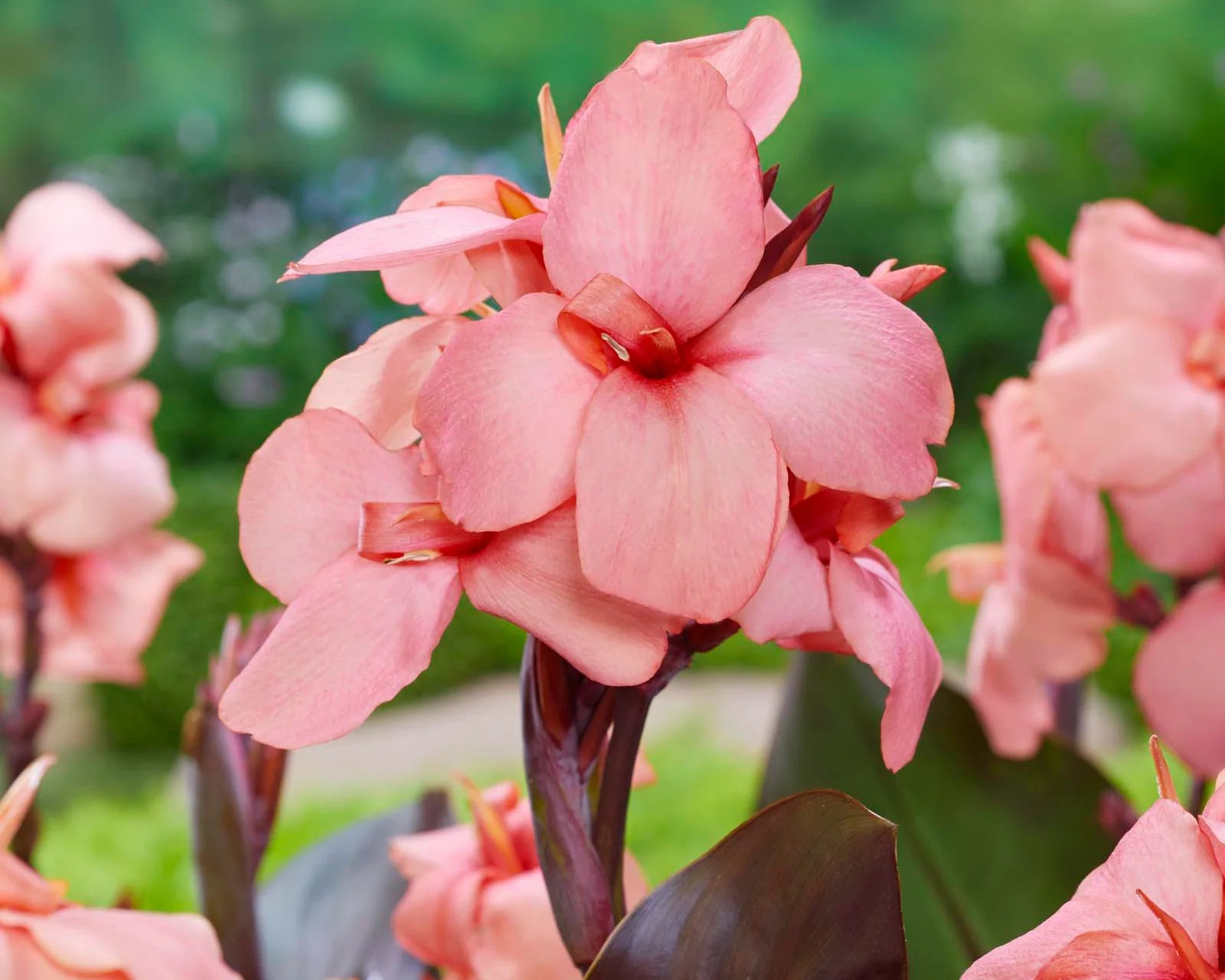 Canna 'Shinning Peach' - Image 2