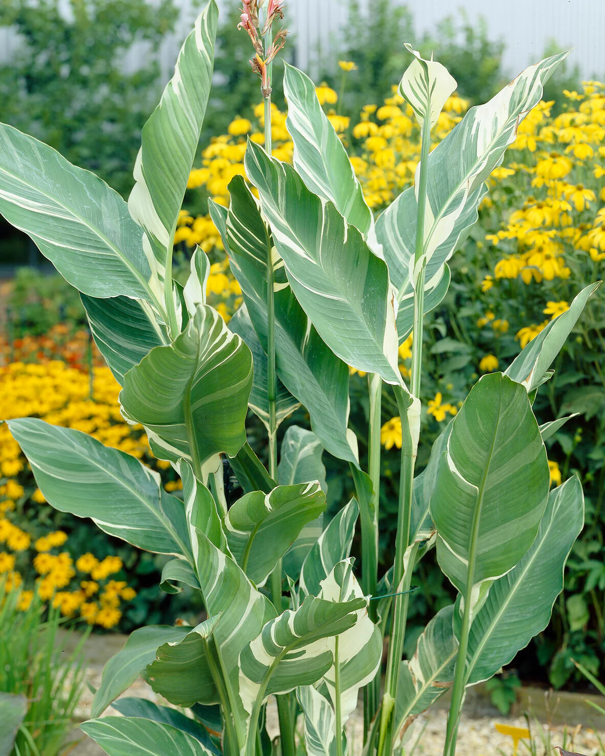 Canna 'Stuttgart' - Image 4
