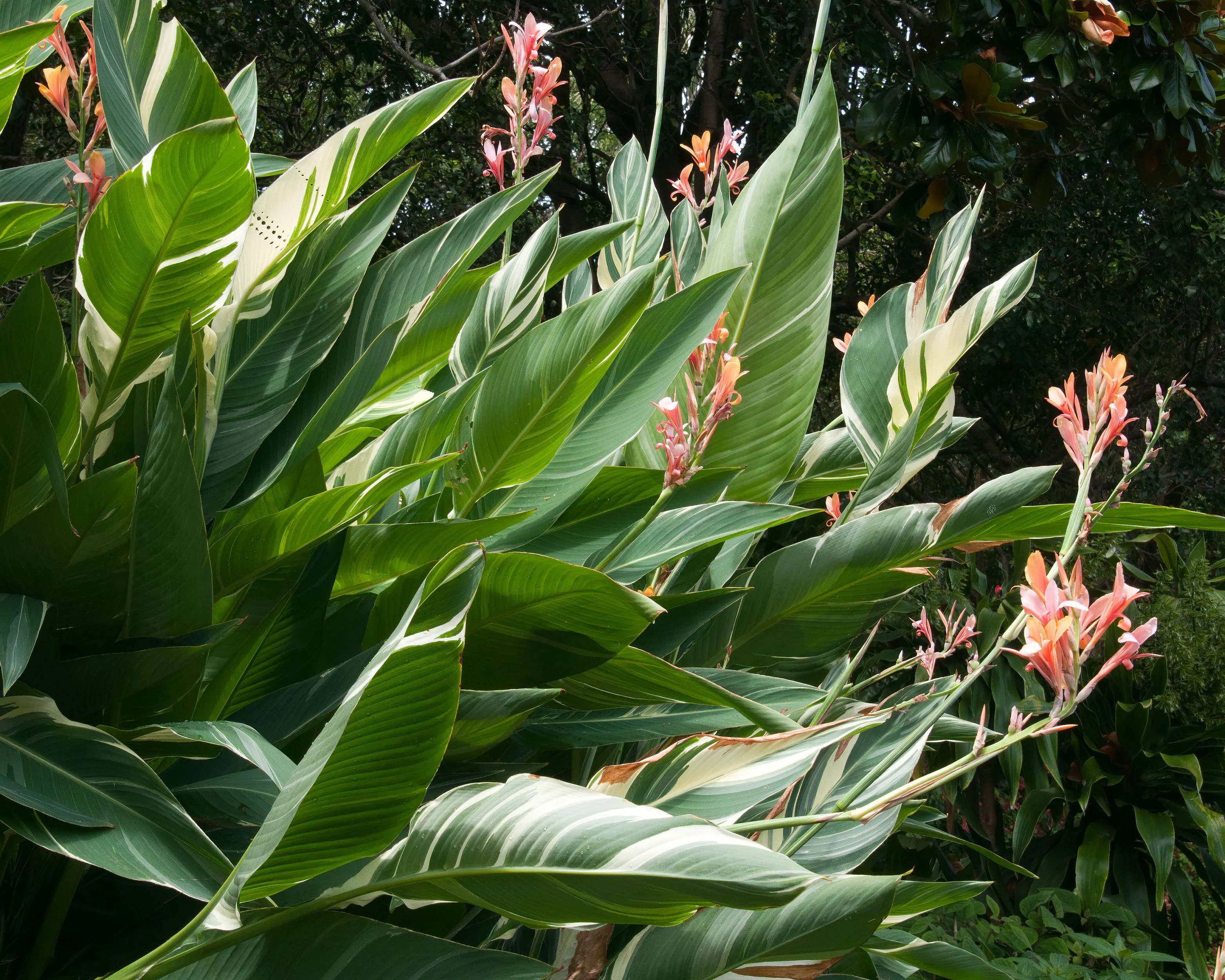 Canna 'Stuttgart' - Image 7