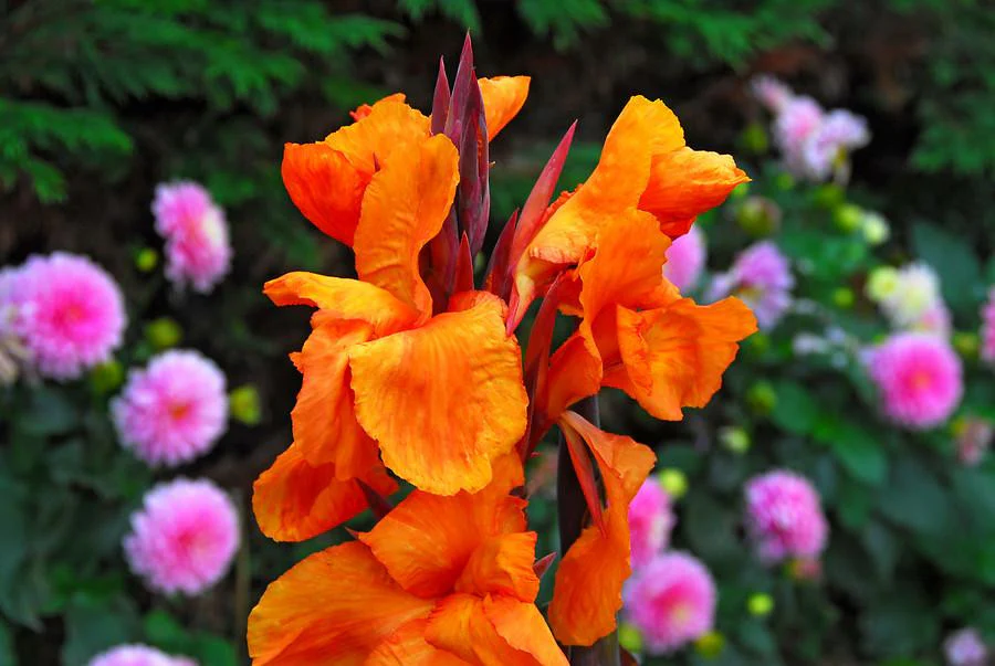 Canna 'Wyoming' - Image 3