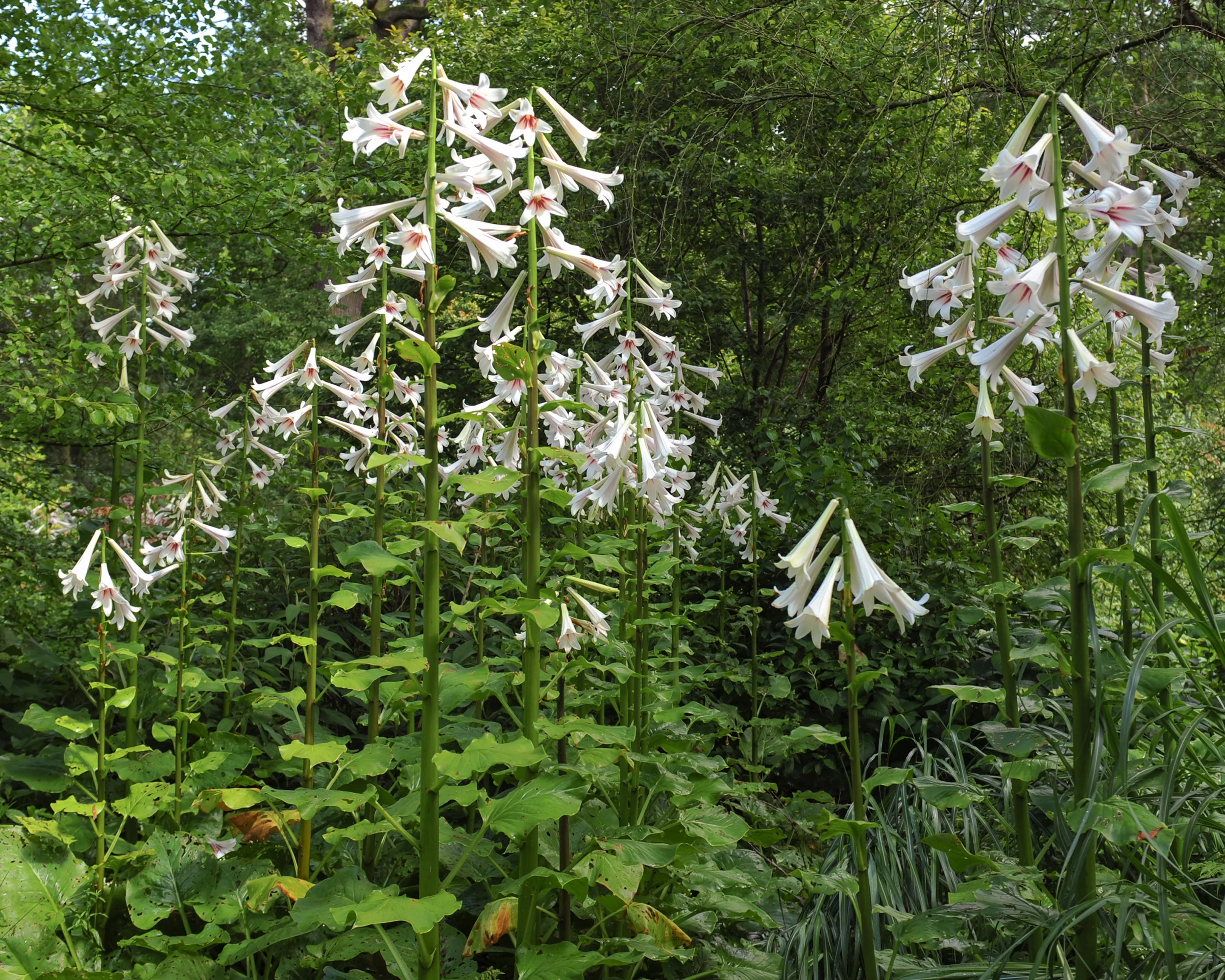 Cardiocrinum giganteum - Image 2