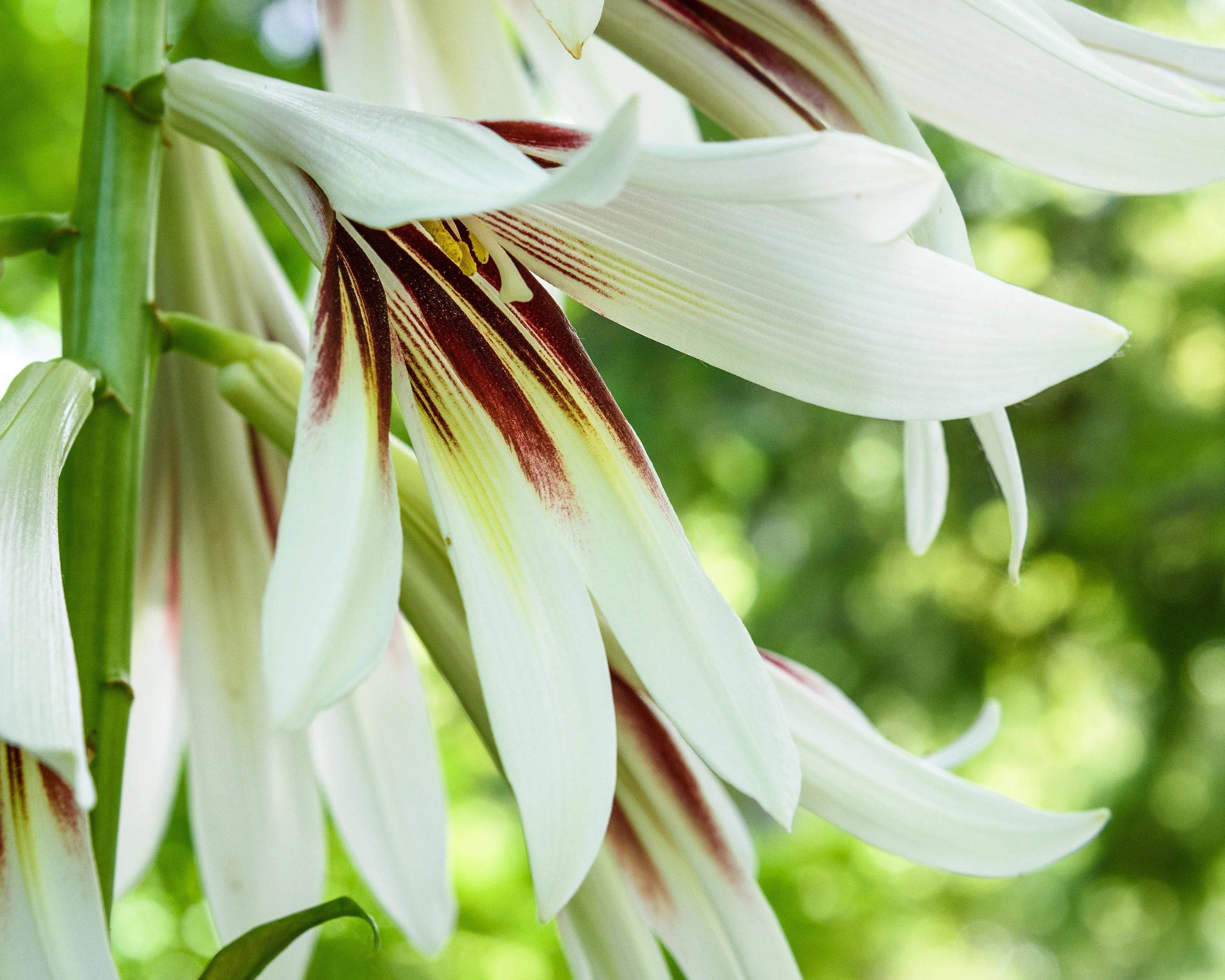 Cardiocrinum giganteum - Image 3