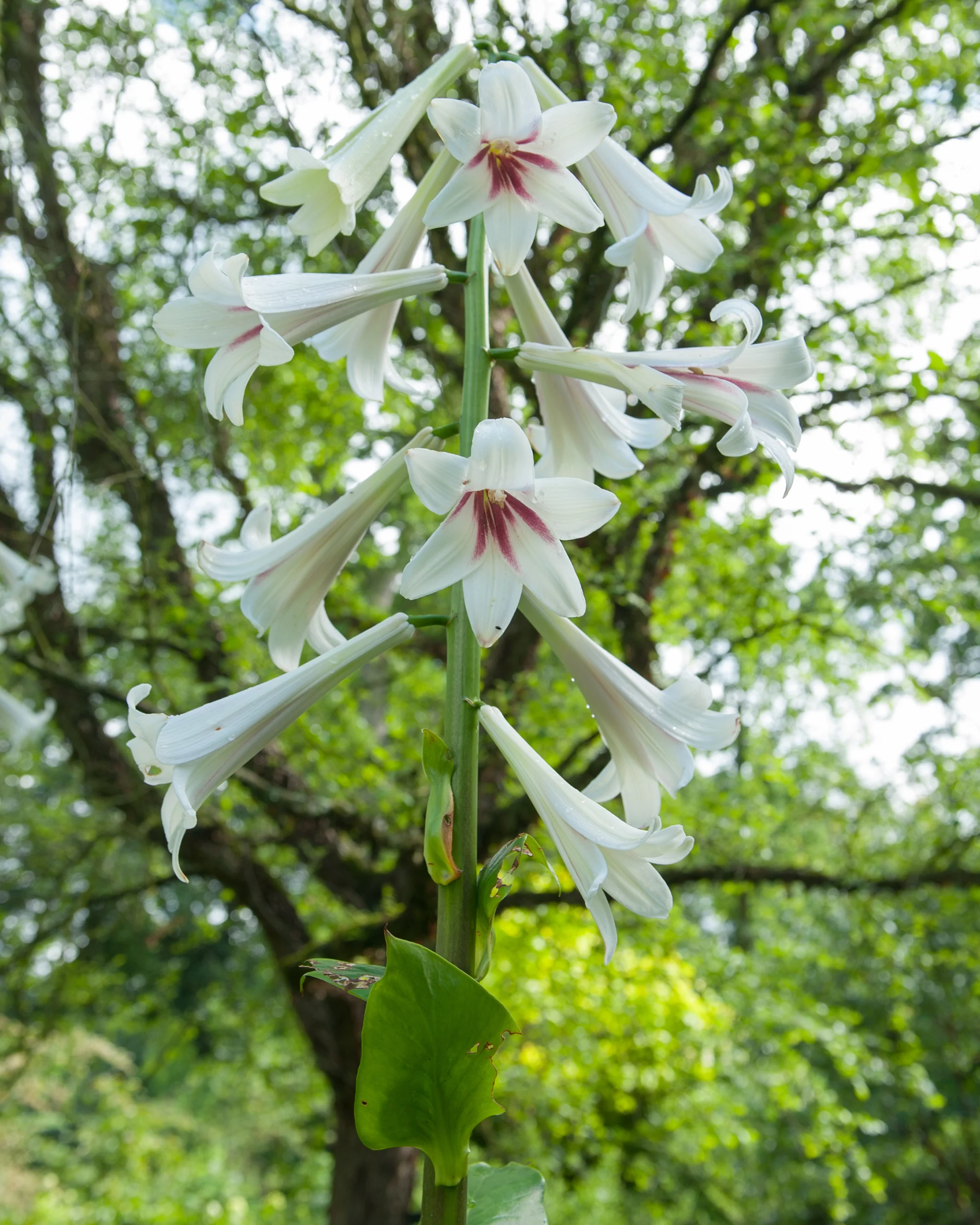 Cardiocrinum giganteum - Image 4