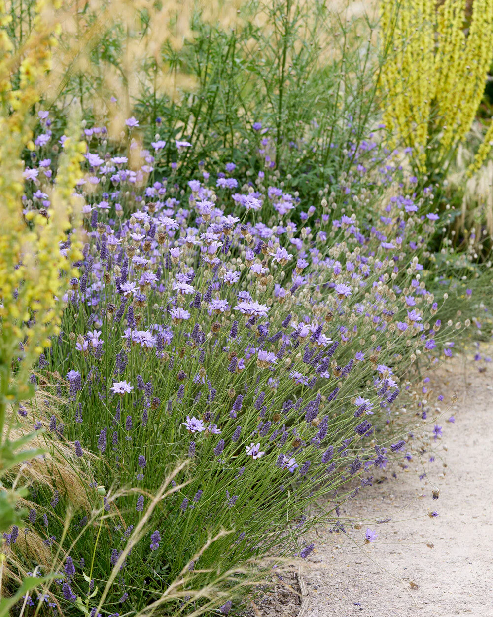 Catananche caerulea - Image 4