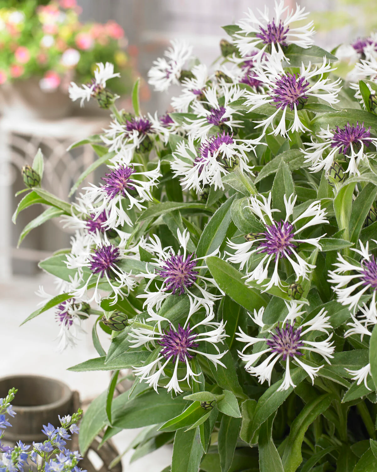 Centaurea 'Amethyst in Snow' - Image 3