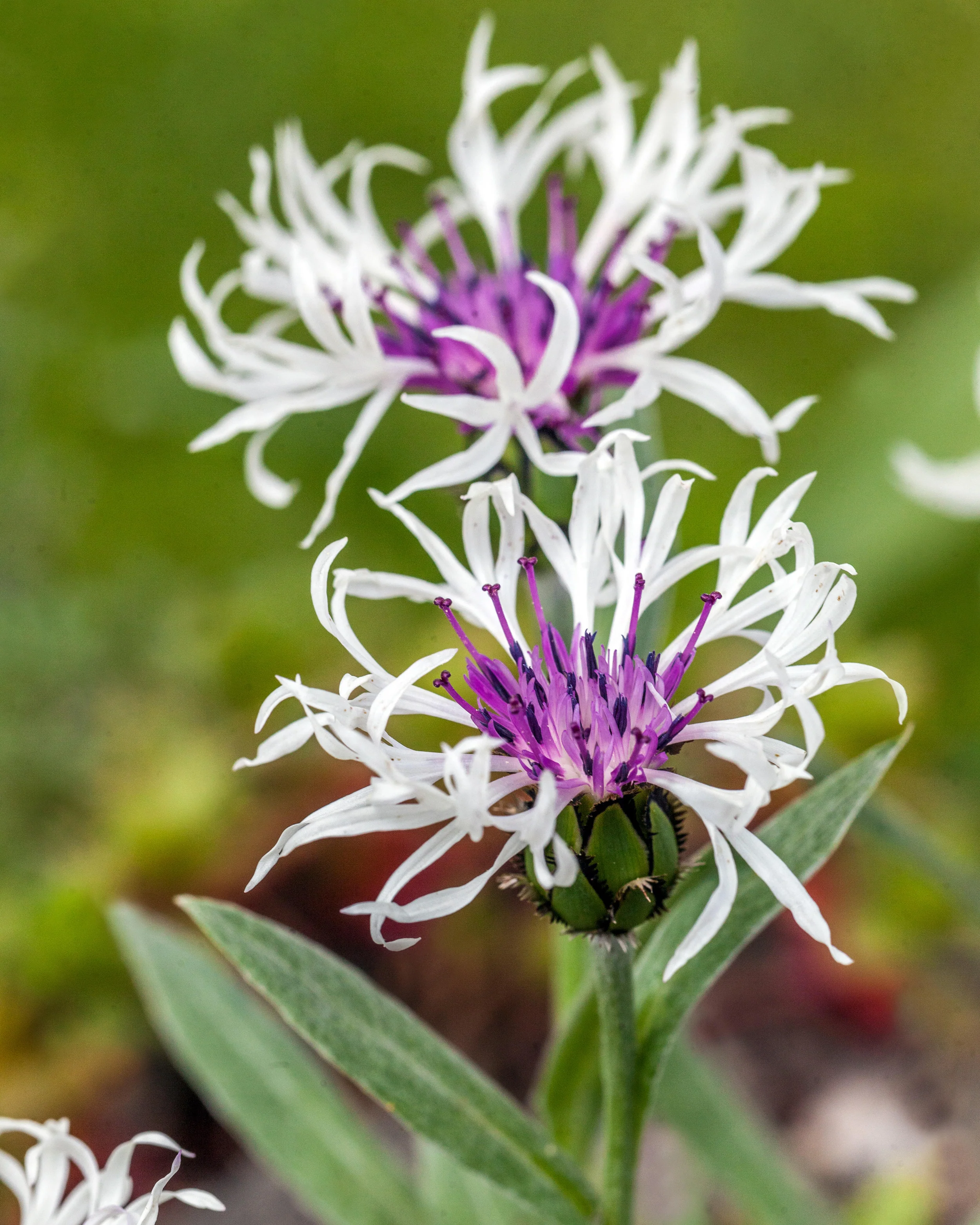 Centaurea 'Amethyst in Snow' - Image 4