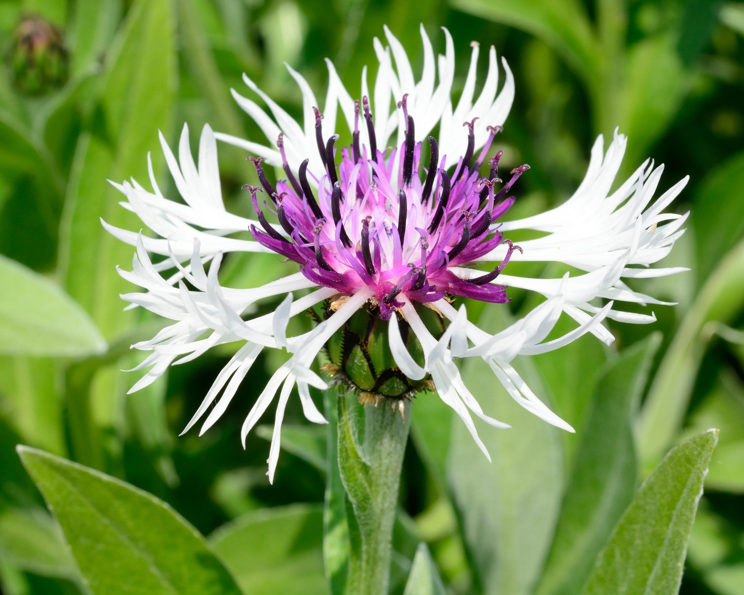 Centaurea 'Amethyst in Snow' - Image 9